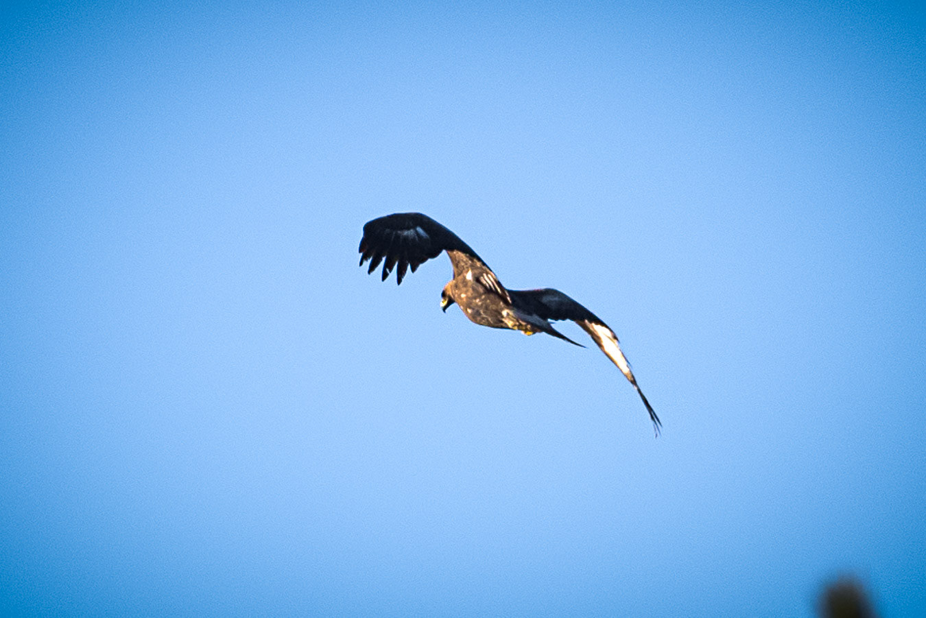 Aguila Real