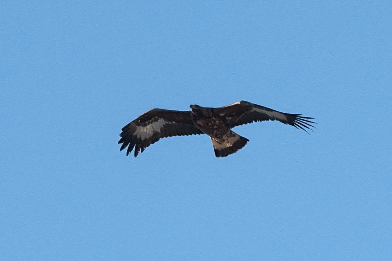 Aguila Real