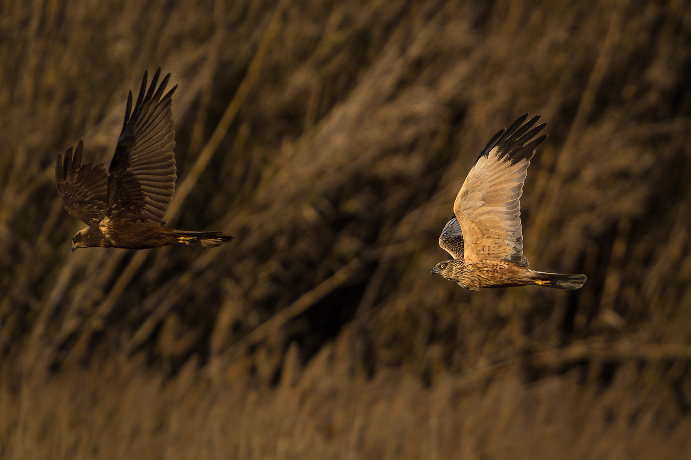 Aguilucho Lagunero