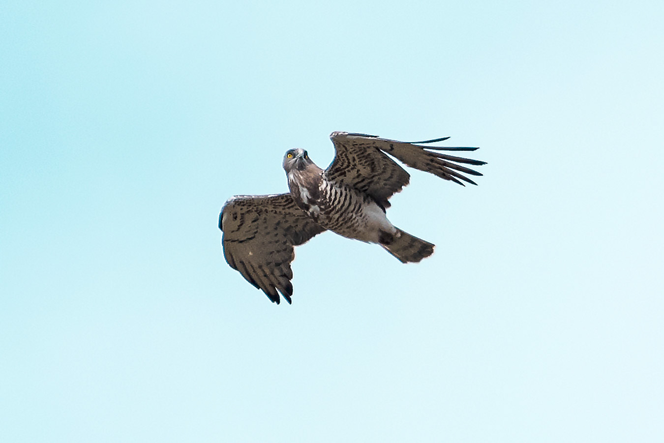 Aguila Culebrera