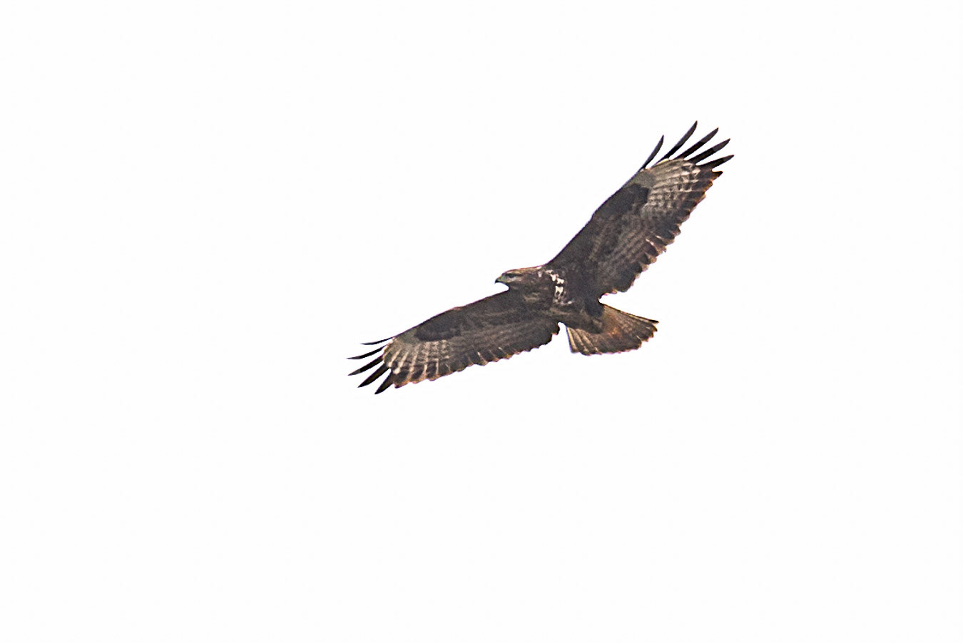 Aguila Real