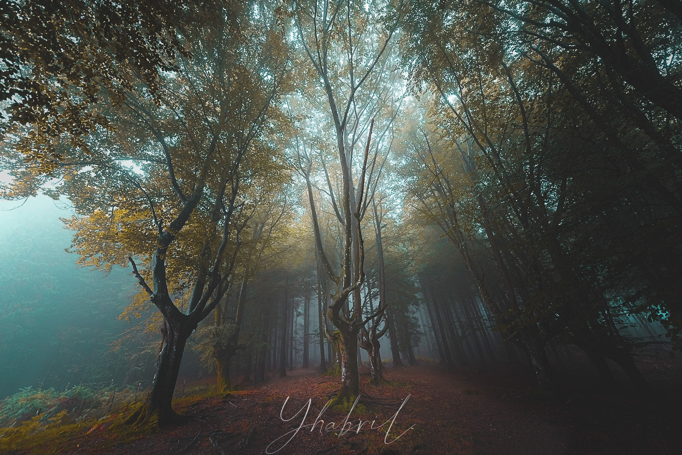 Gorbeia