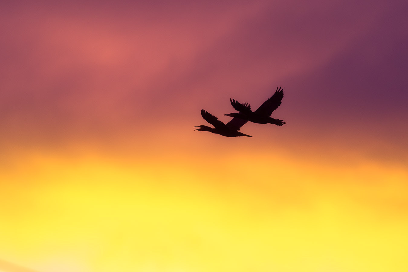 Cormoranes