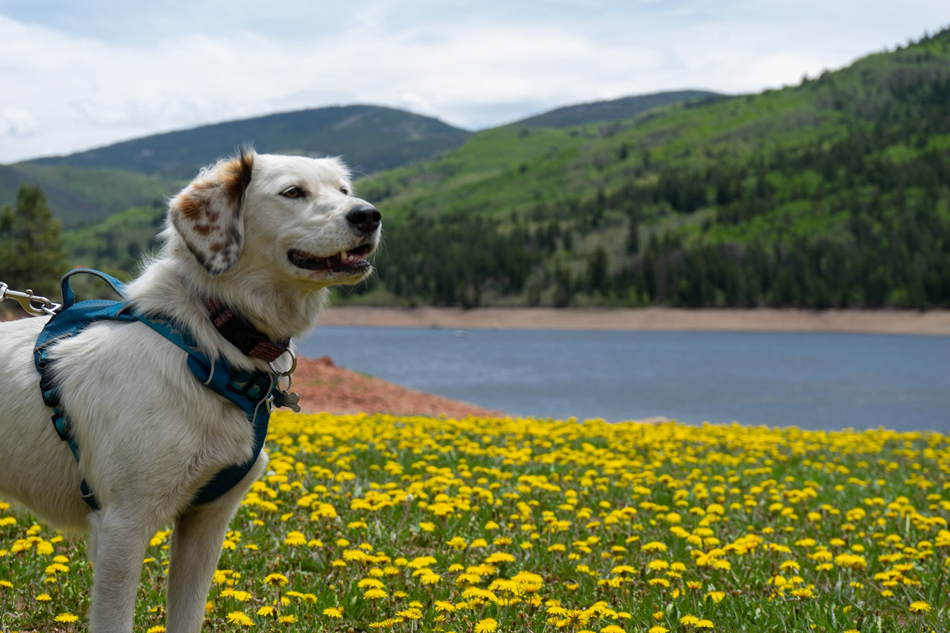 My dog doesn't sit still so here is someone else's