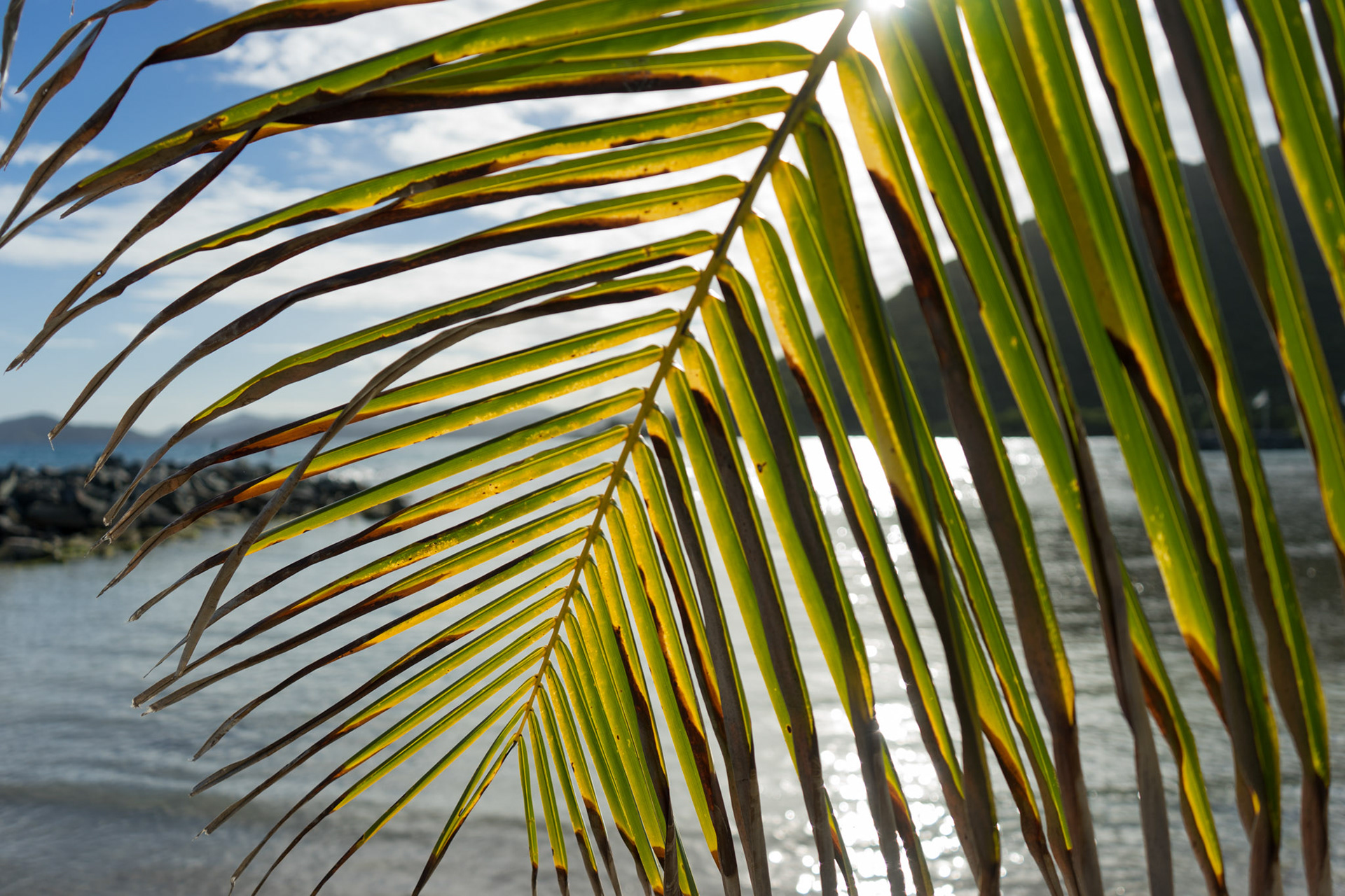 The sun obscured by palm leaf