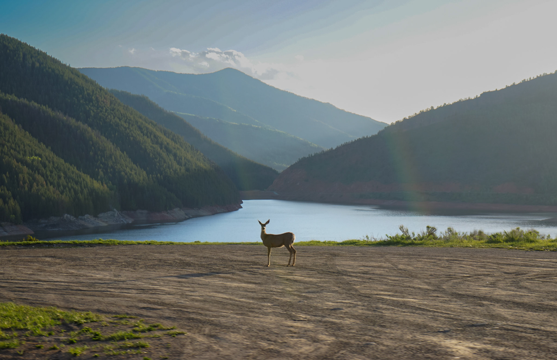 A deer, shot from a moving car