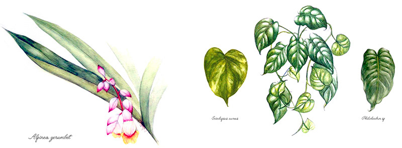 adrianapalheiros, botanica, aquarela, ilustração