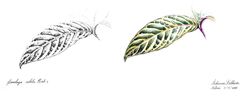 adrianapalheiros, botanica, aquarela, ilustração,