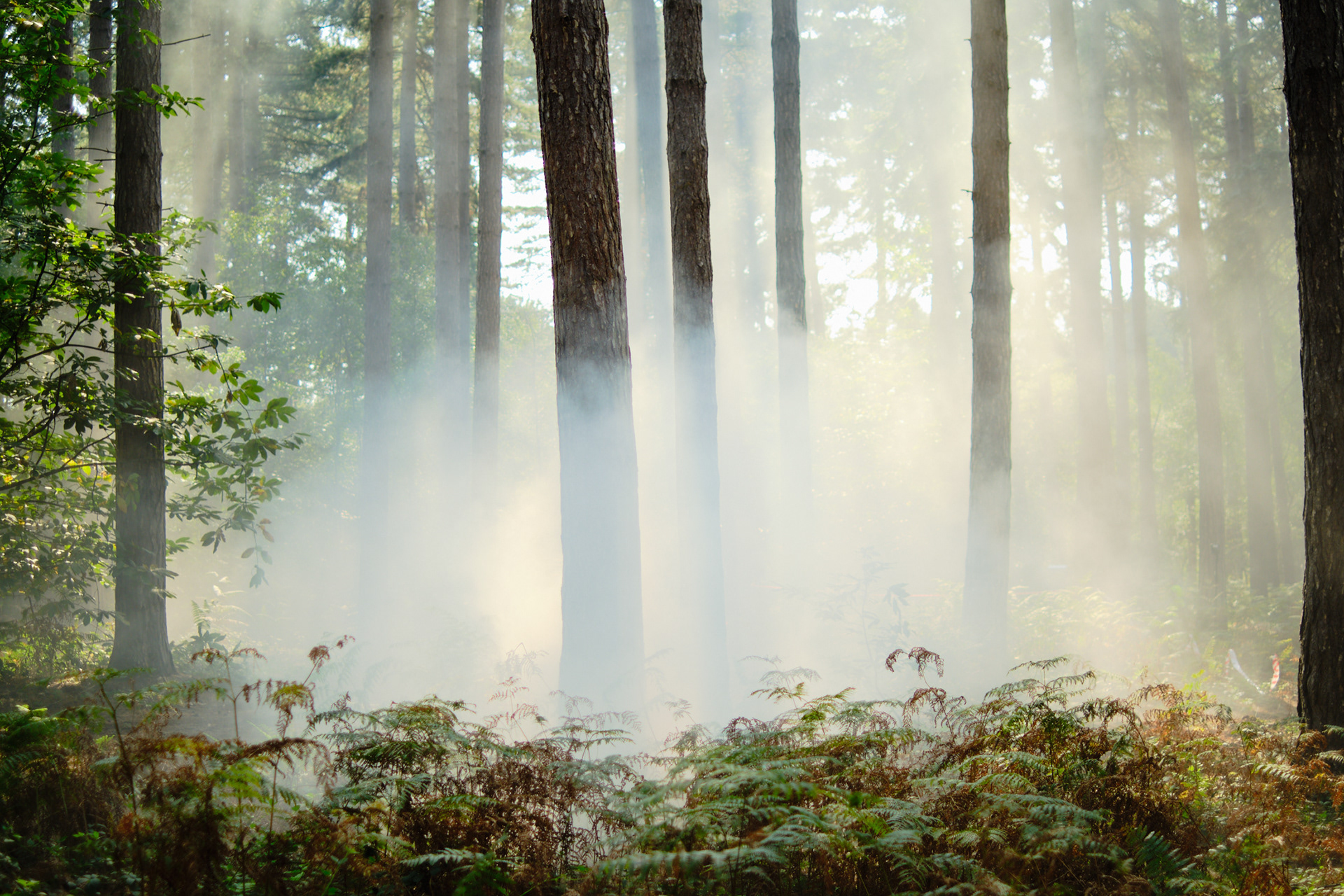 Burberry, Black Park