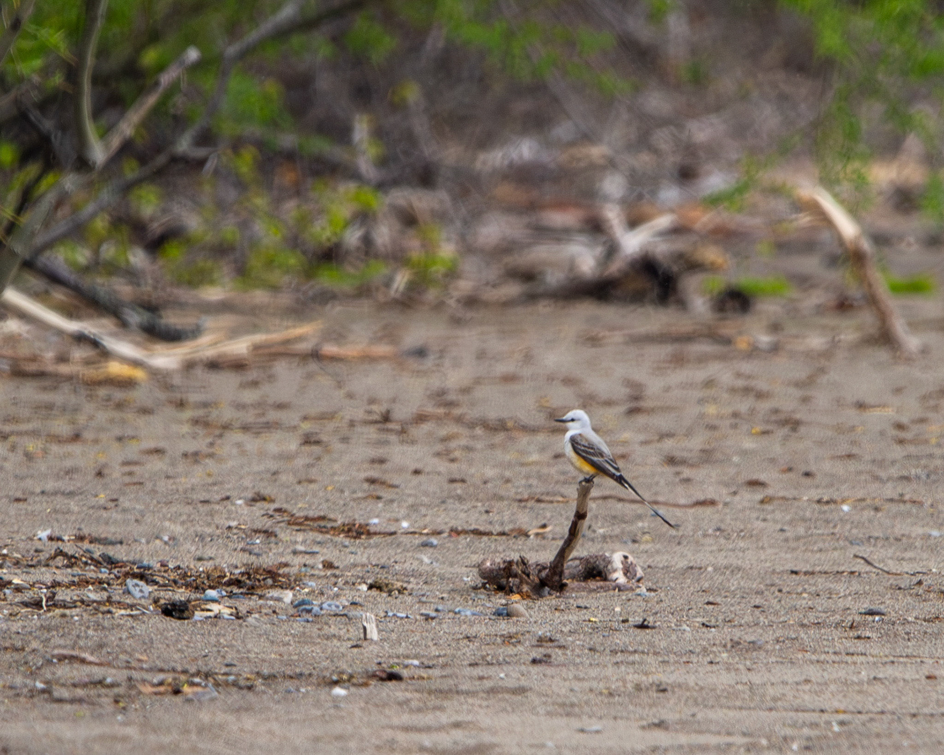 Scissor-tailed flycatcher