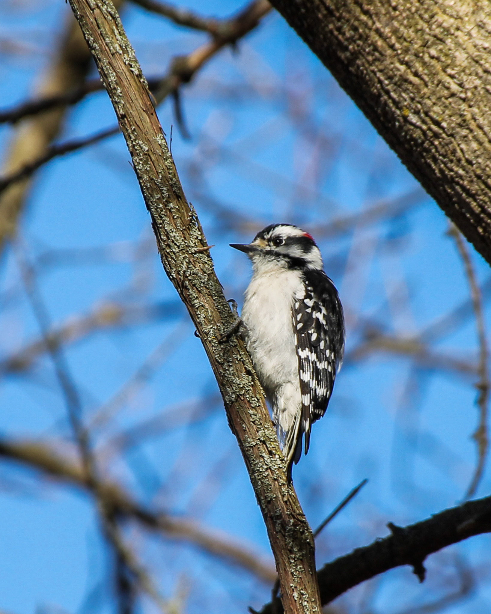 Downy woodpecker