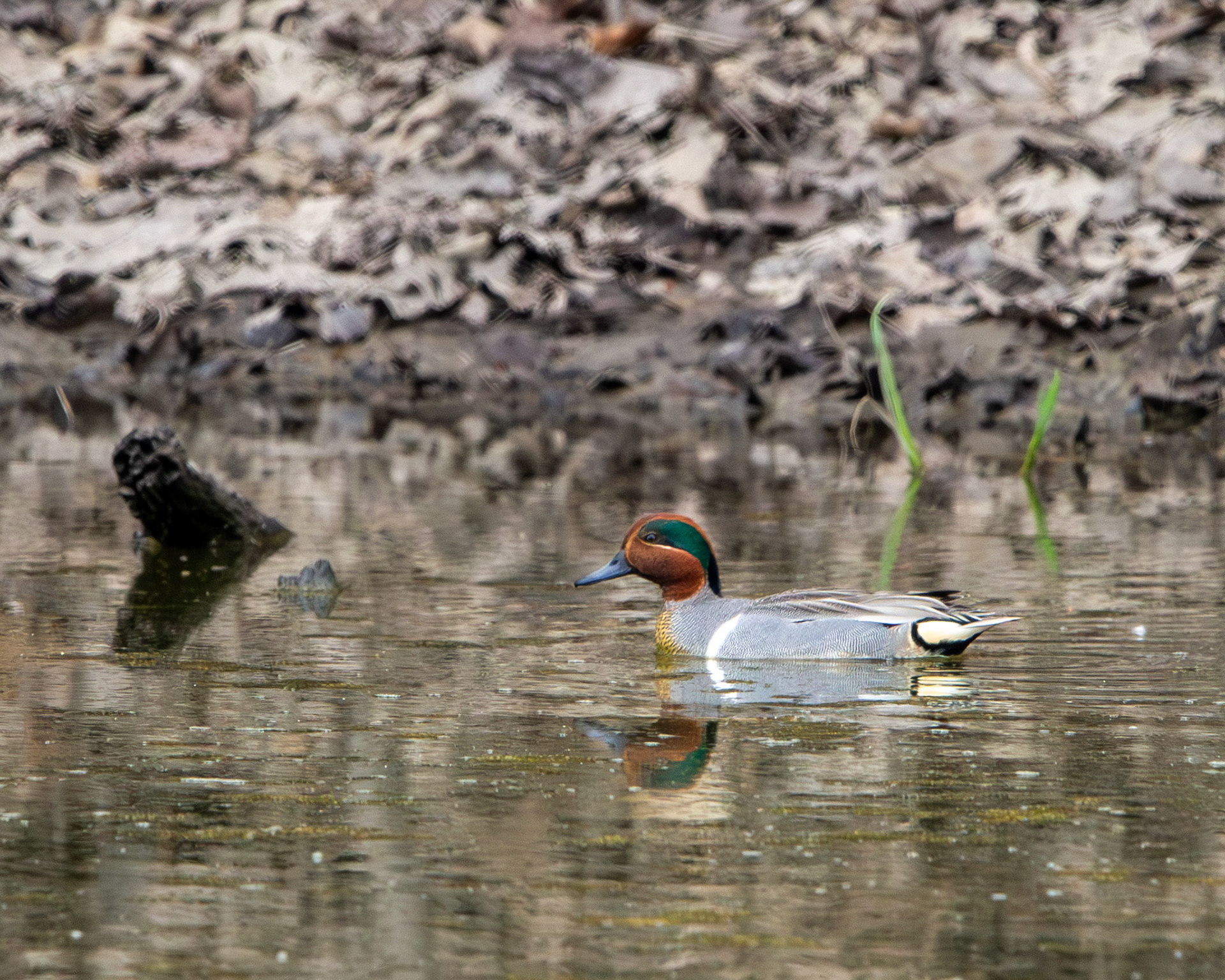 Green-winged teal