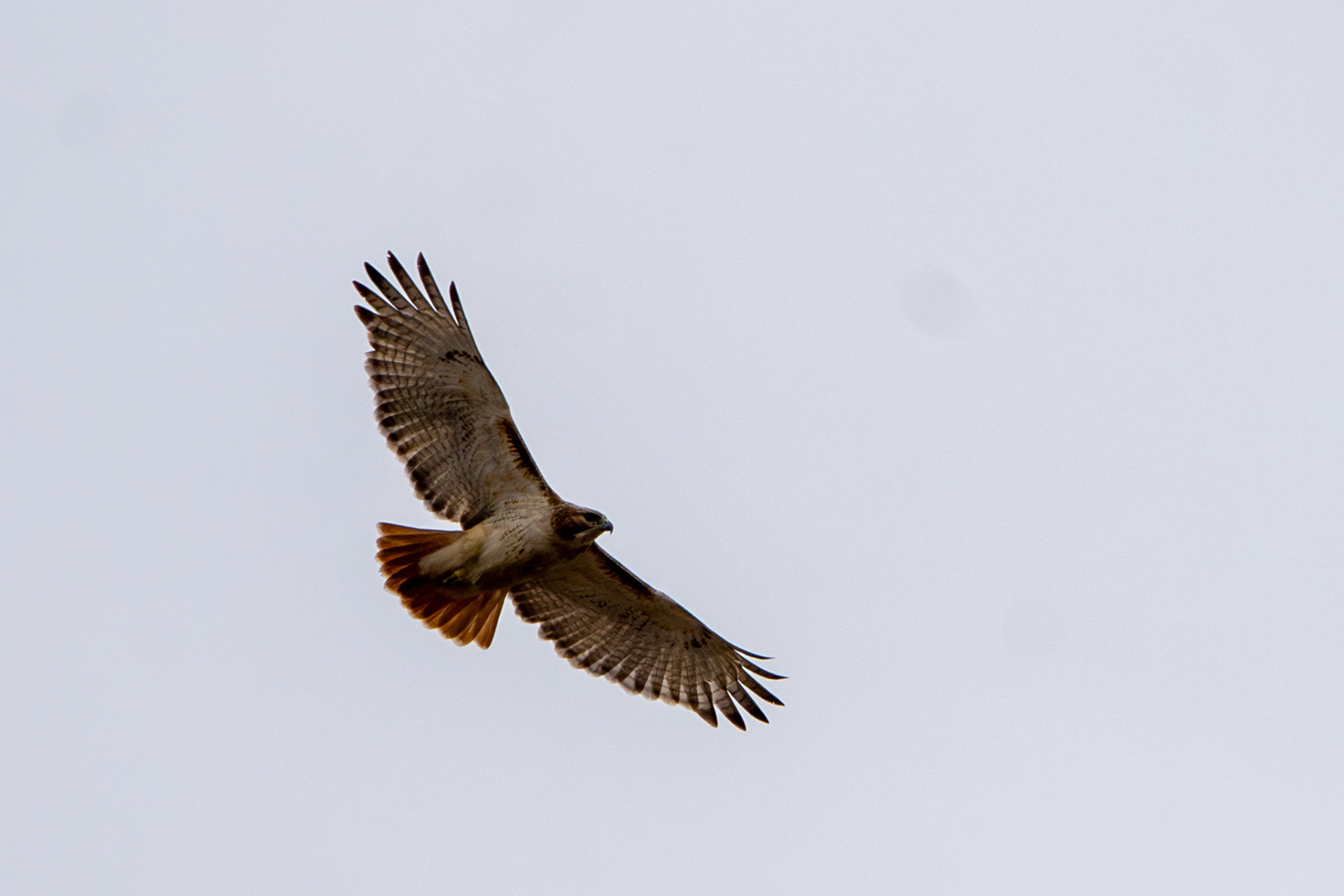 Red-tailed hawk
