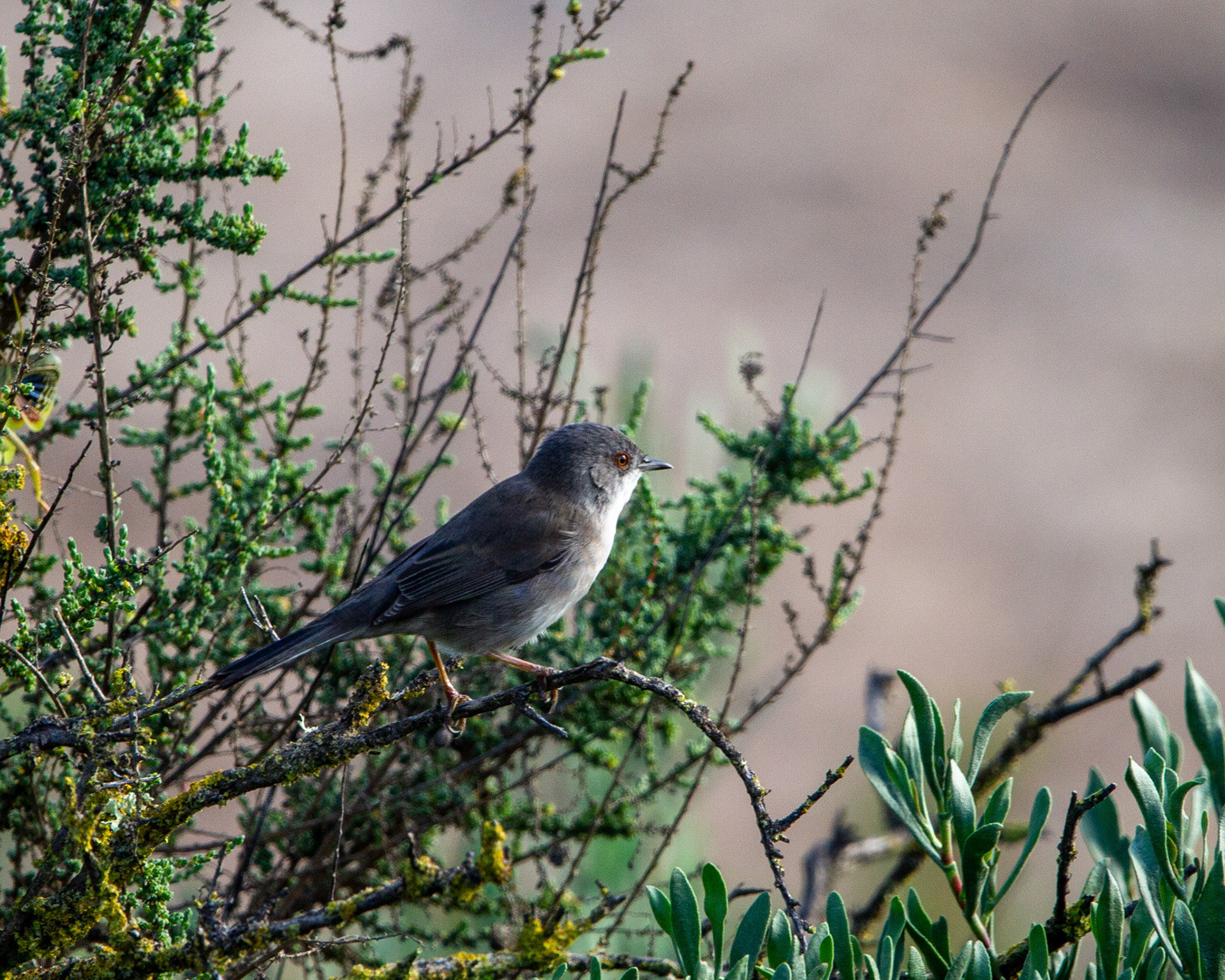 Sardinian warbler