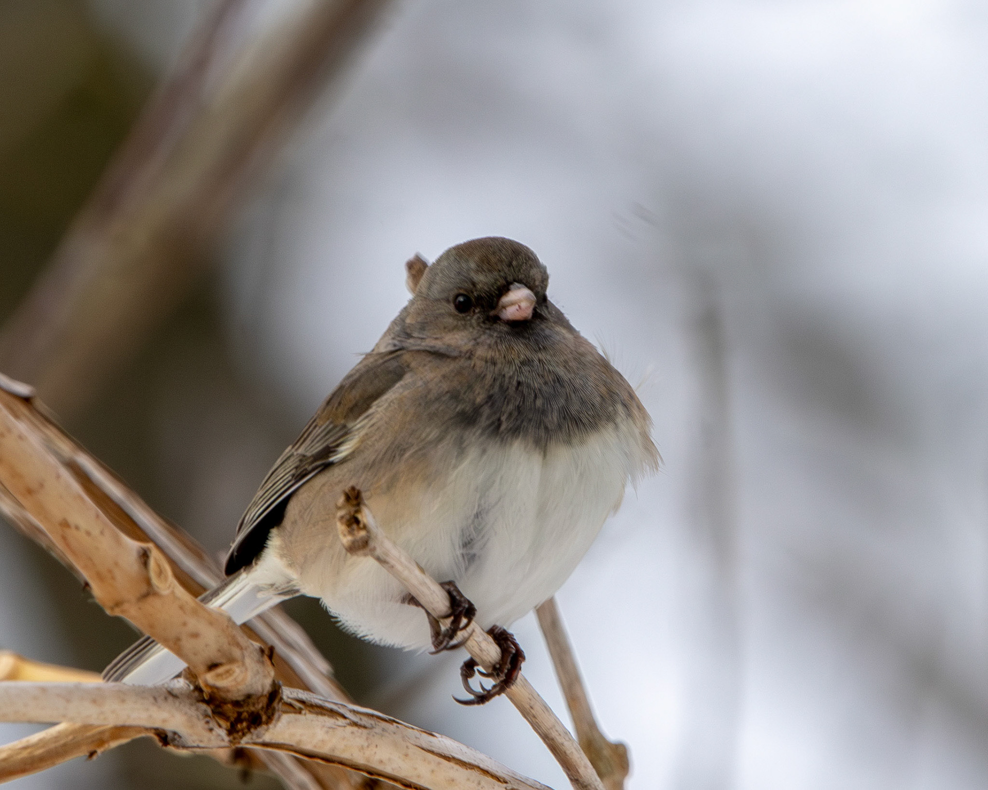 Dark-eyed junco