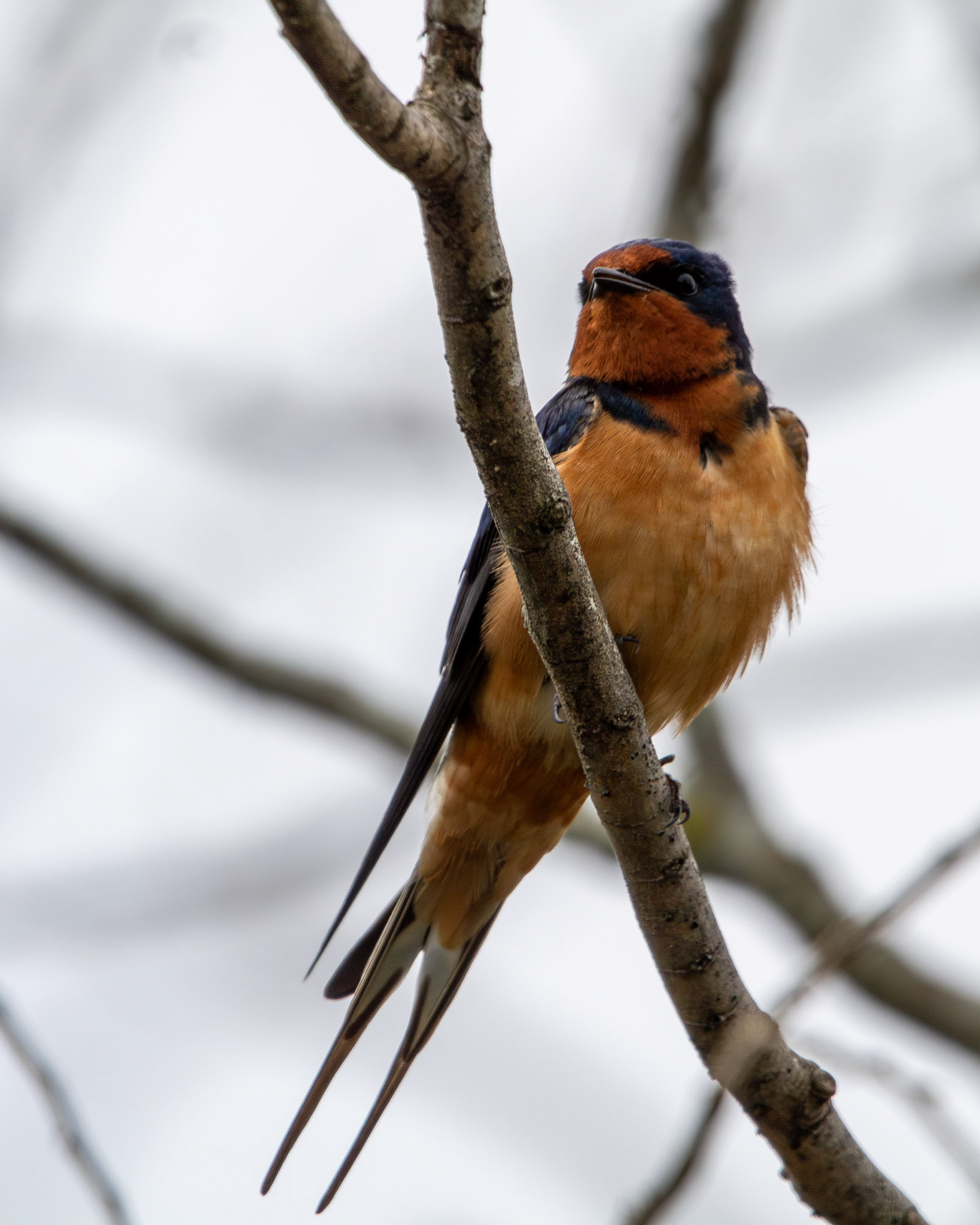 Barn swallow