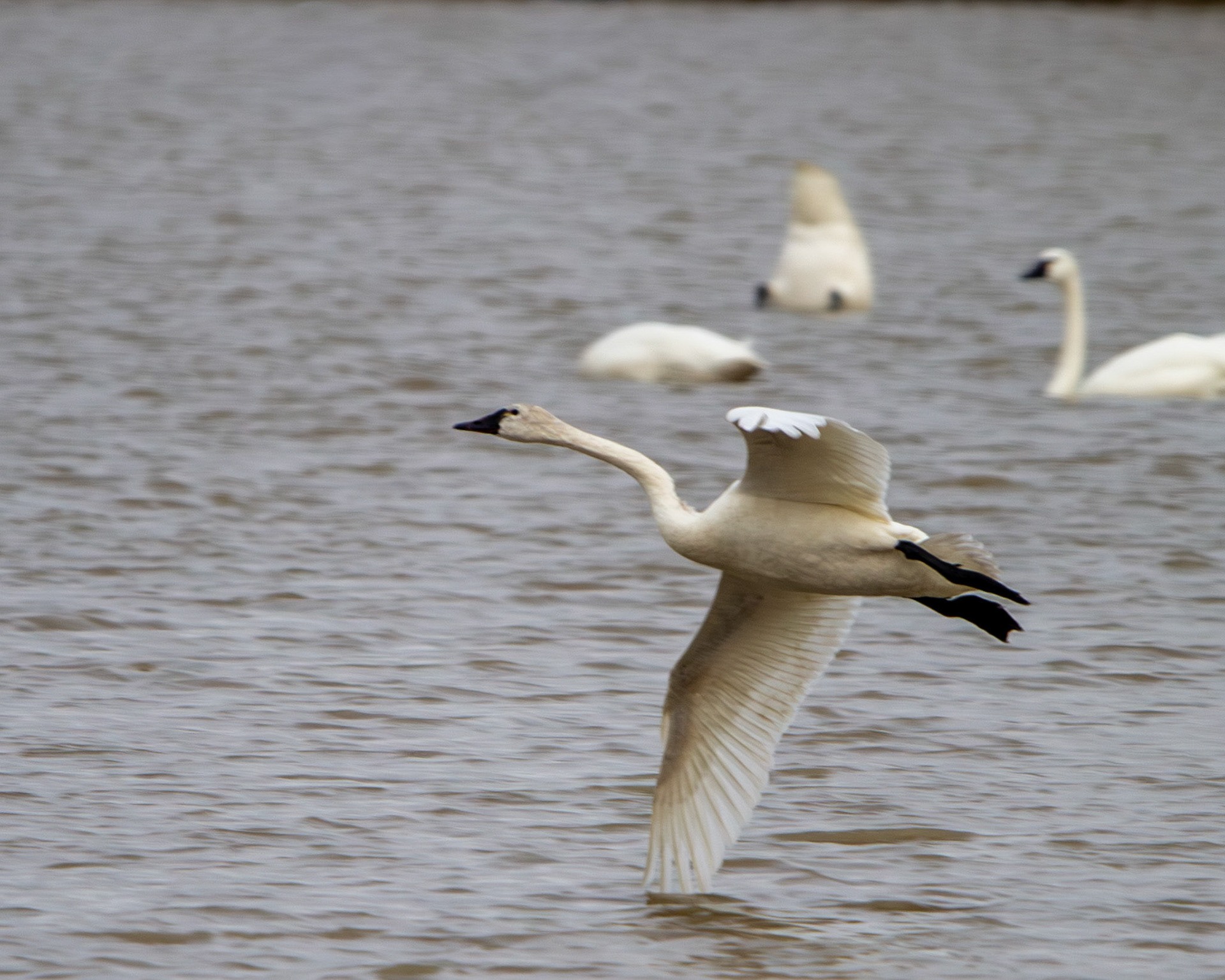 Tundra swan landing