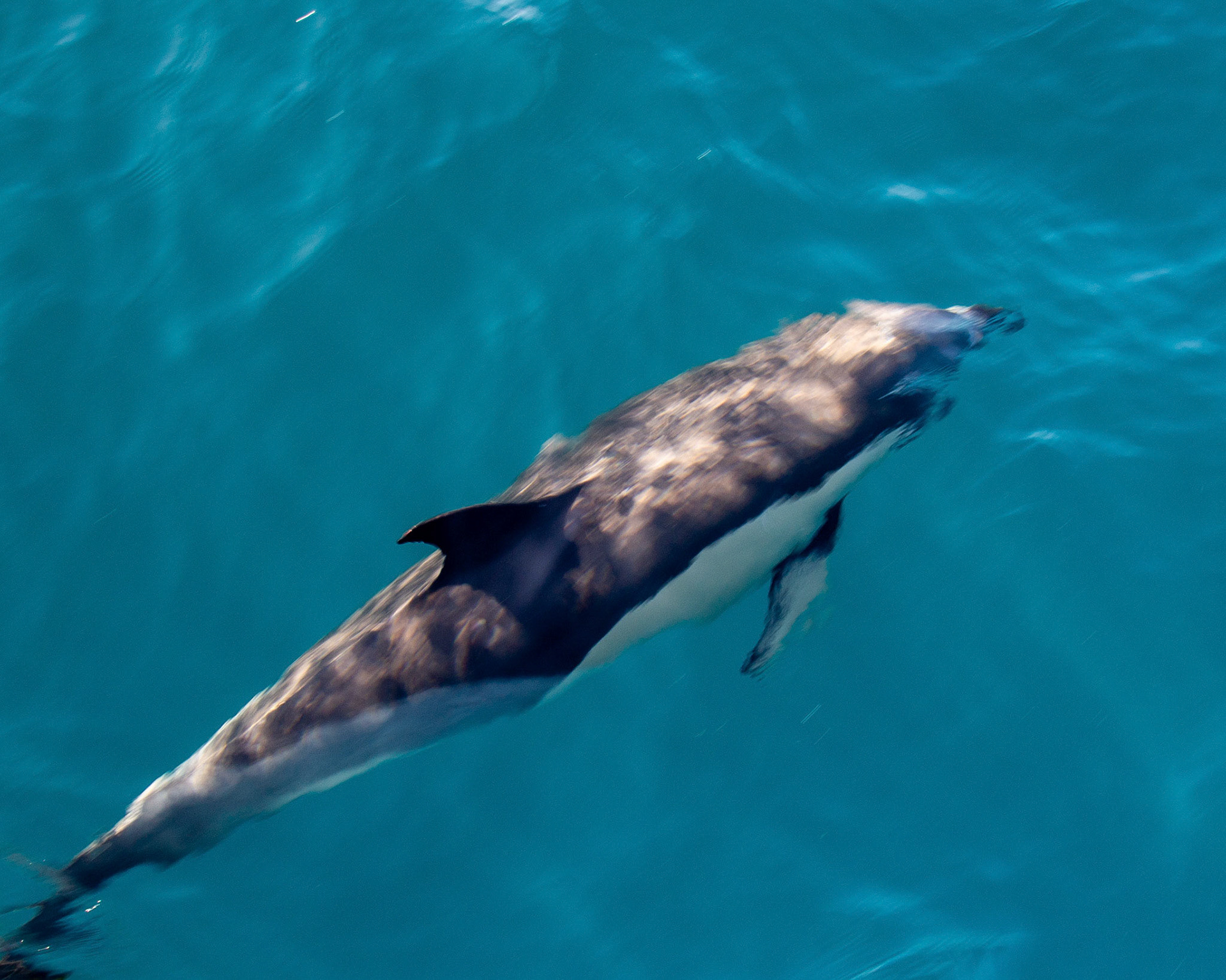 Dolphin