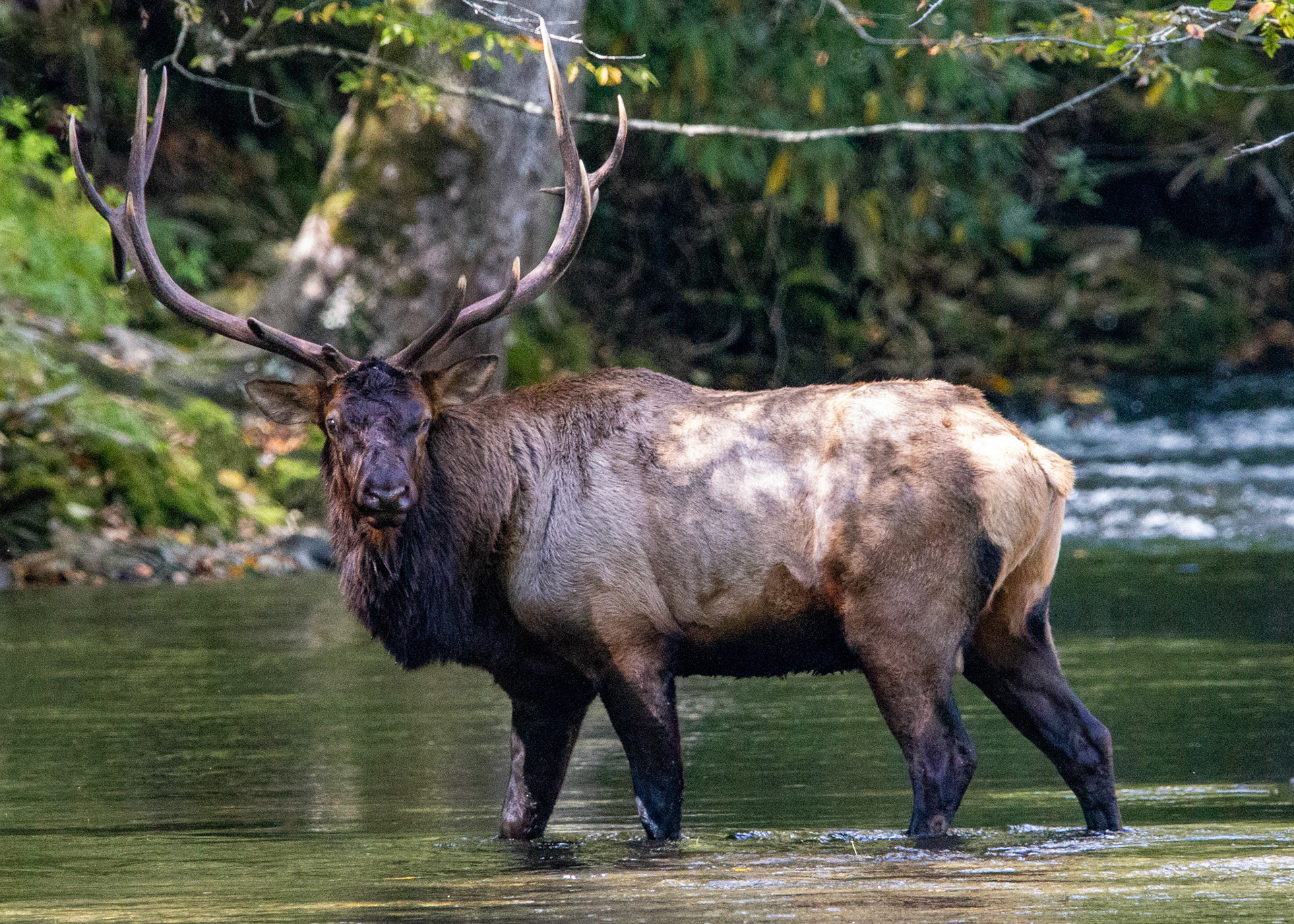 Elk
