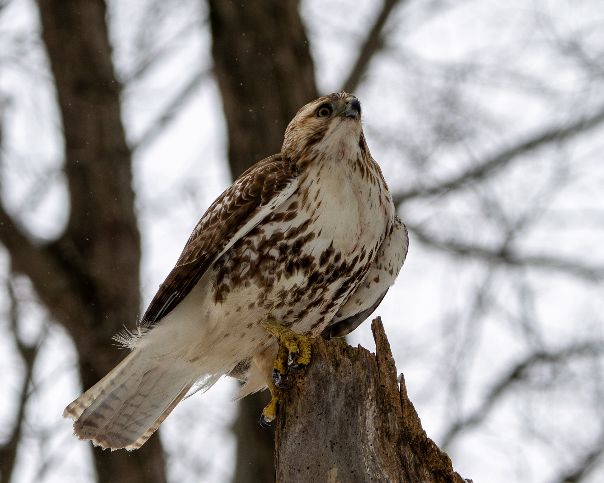 Red-tailed hawk