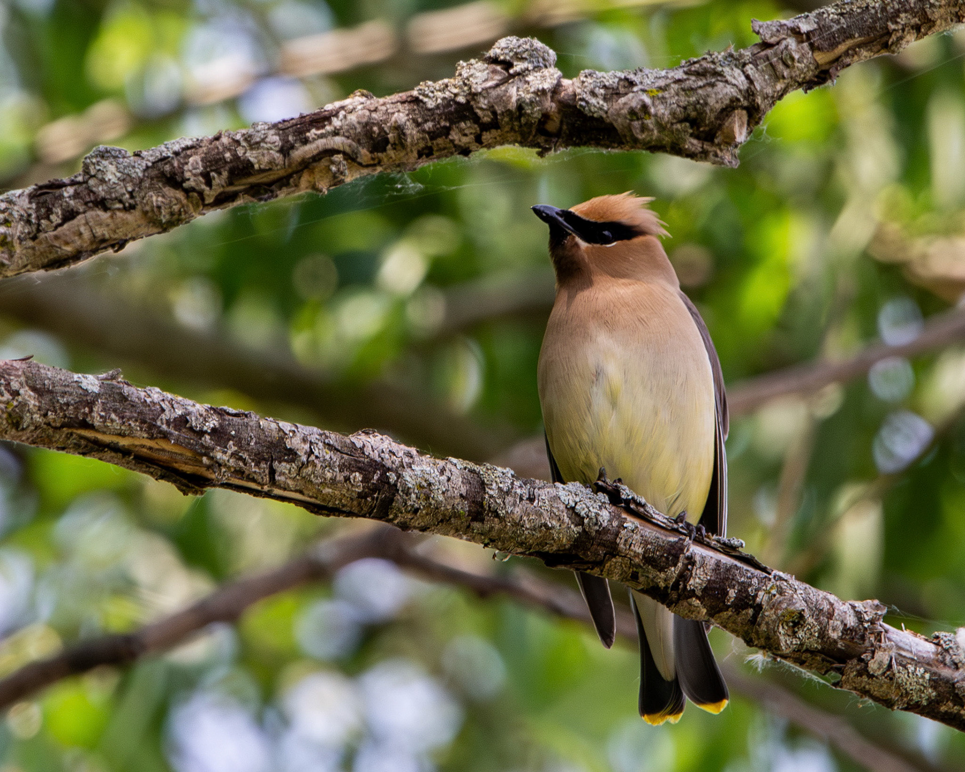 Cedar waxwing