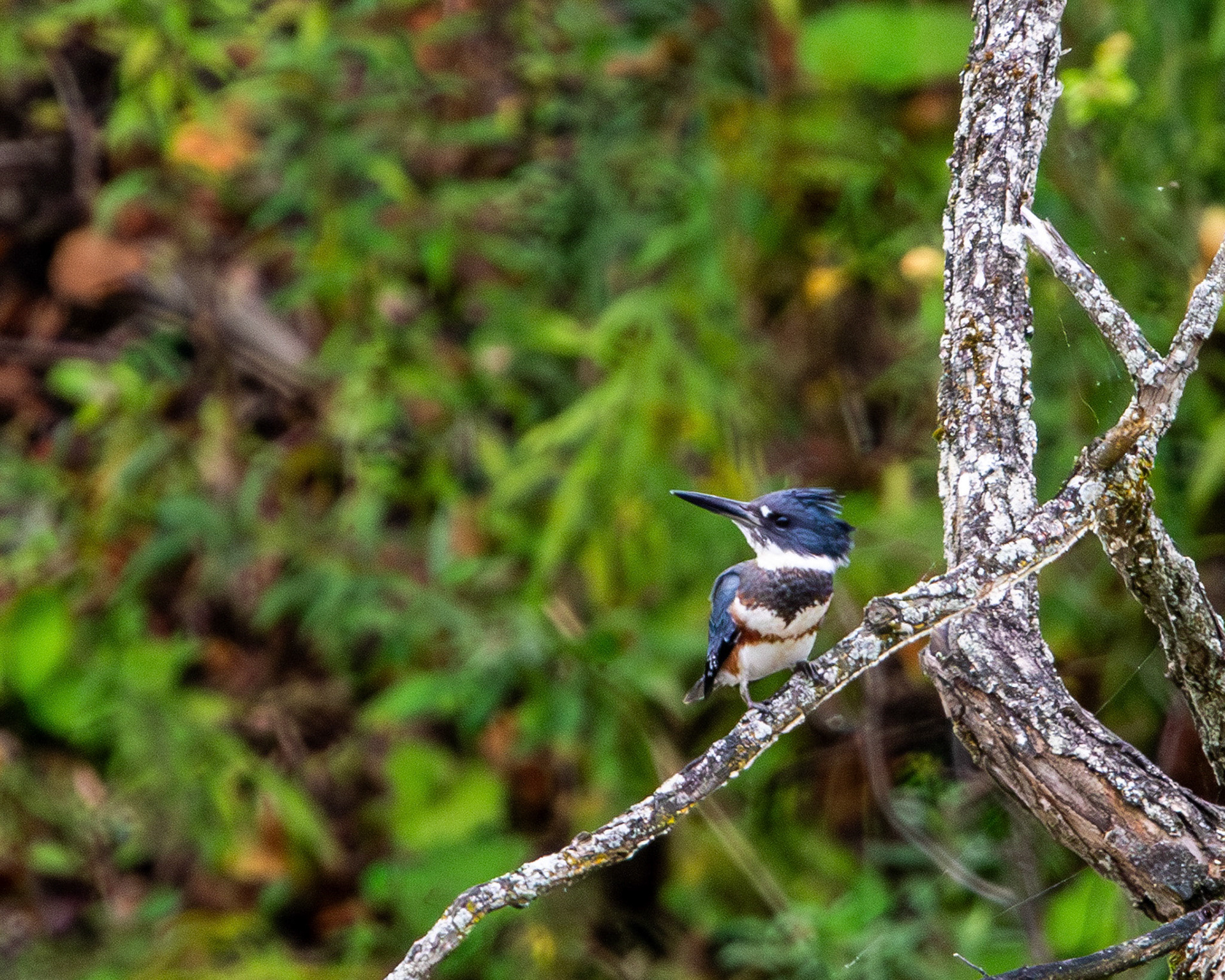Belted kingfisher