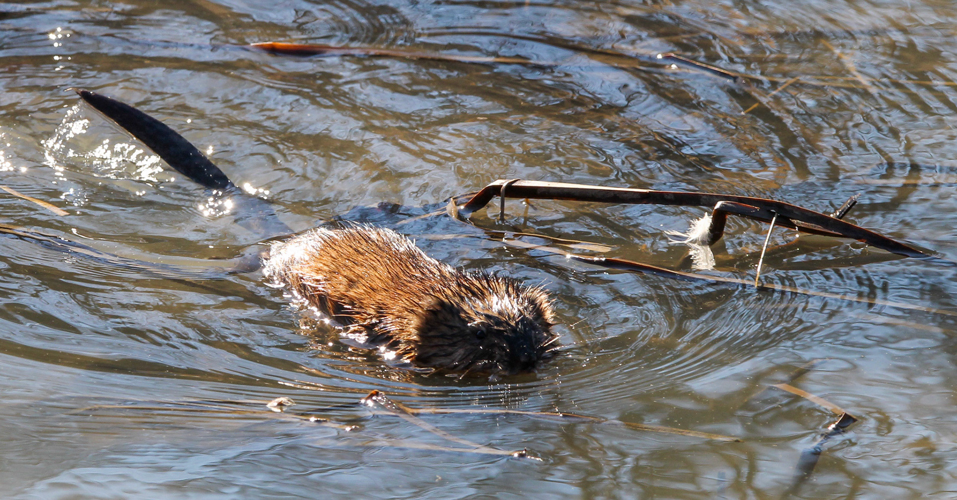 Muskrat