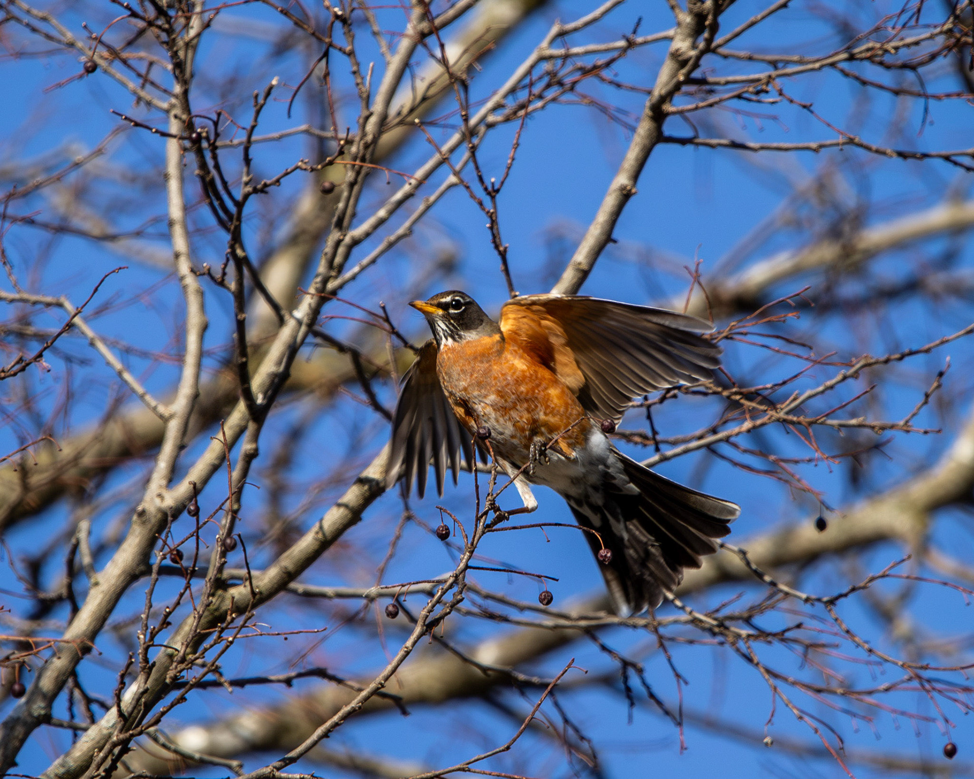 American robin