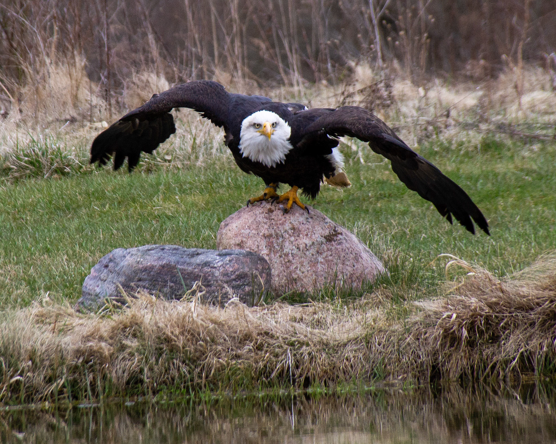 Bald eagle taking off