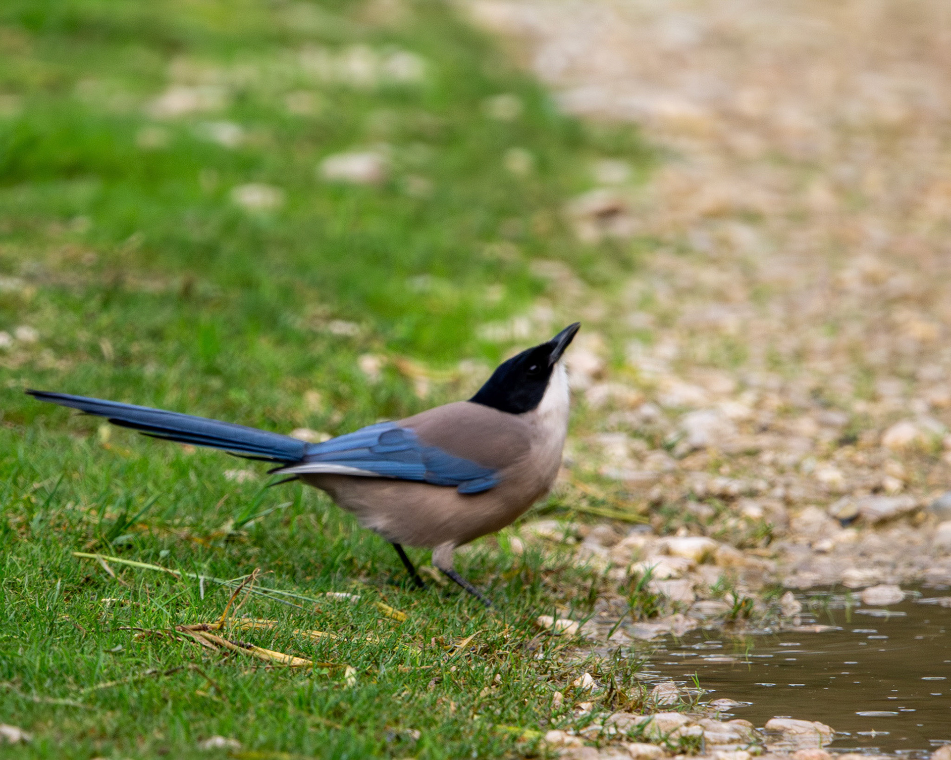 Iberian magpie