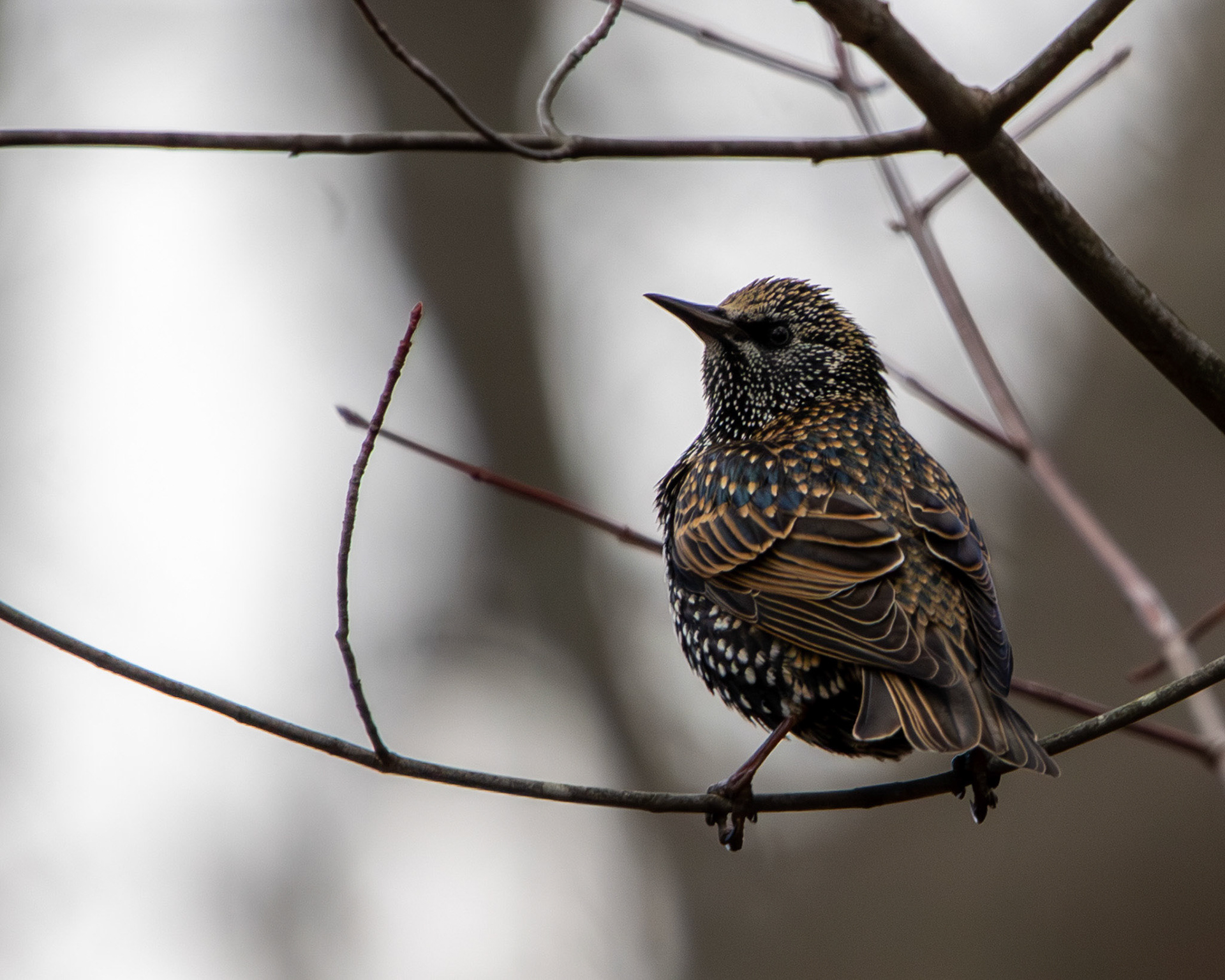 European starling