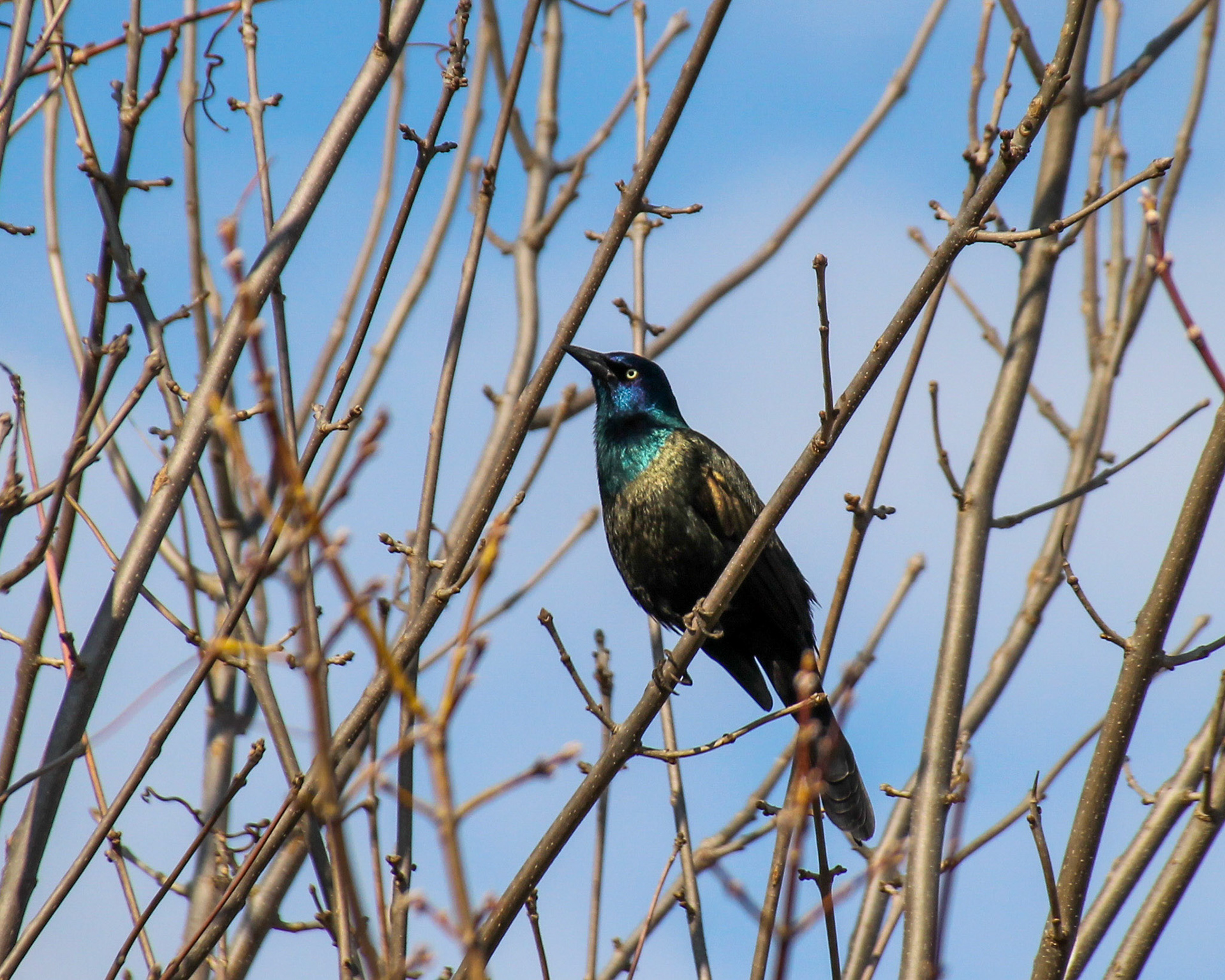Iridescent grackle