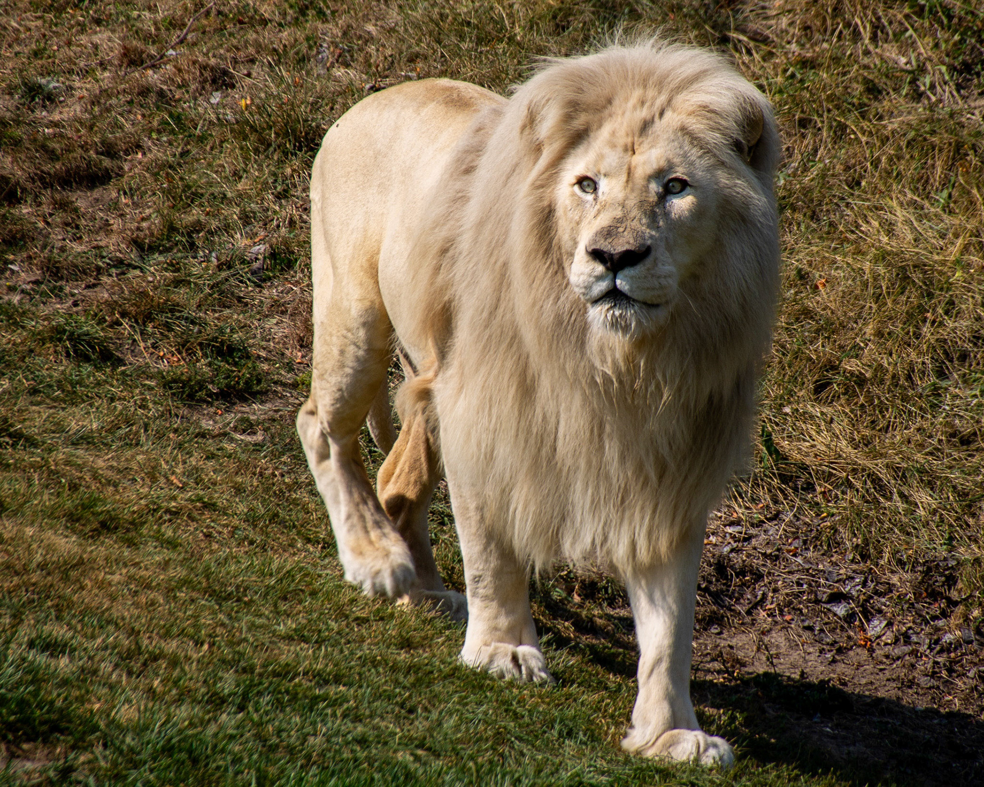 Lion