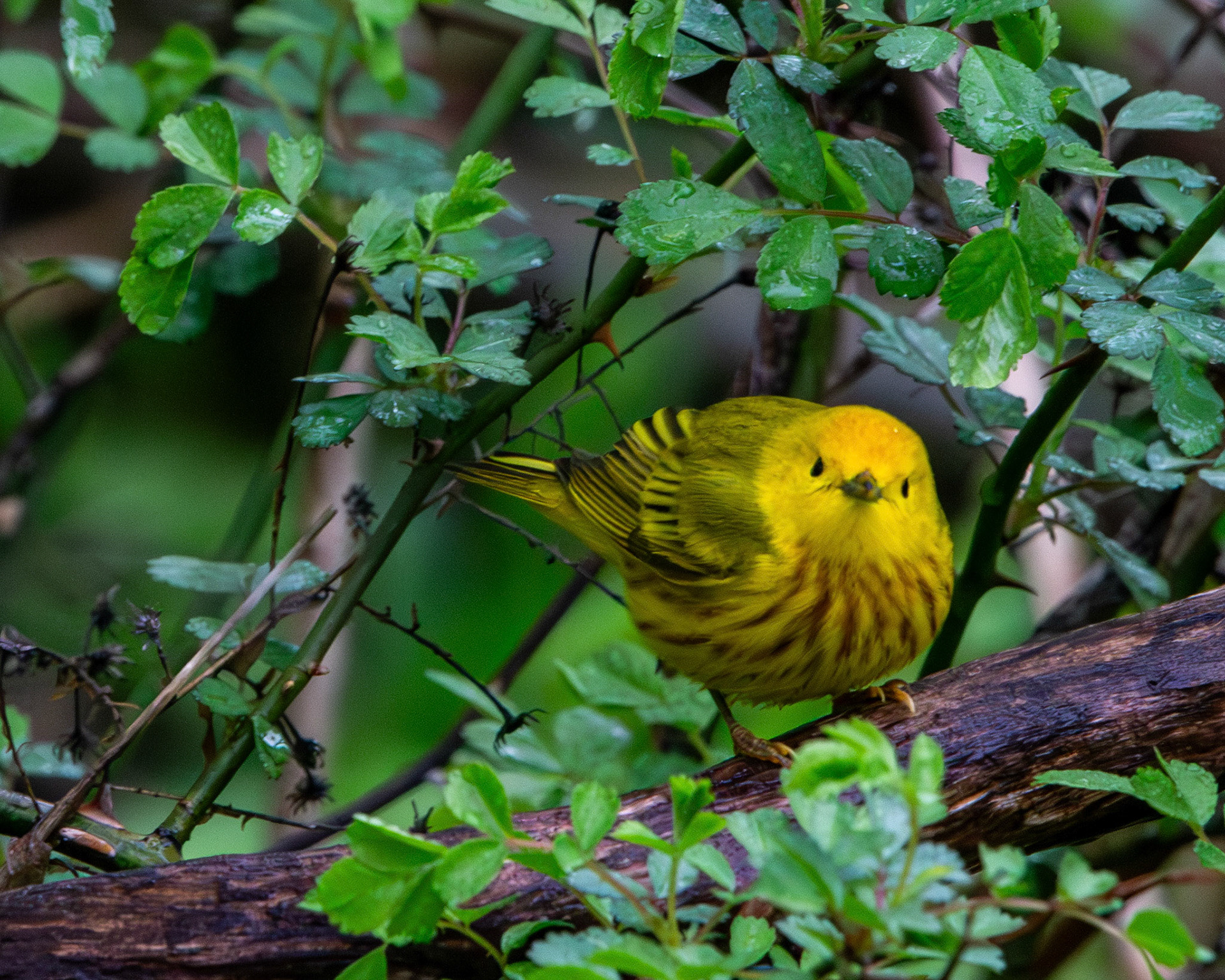 Yellow warbler