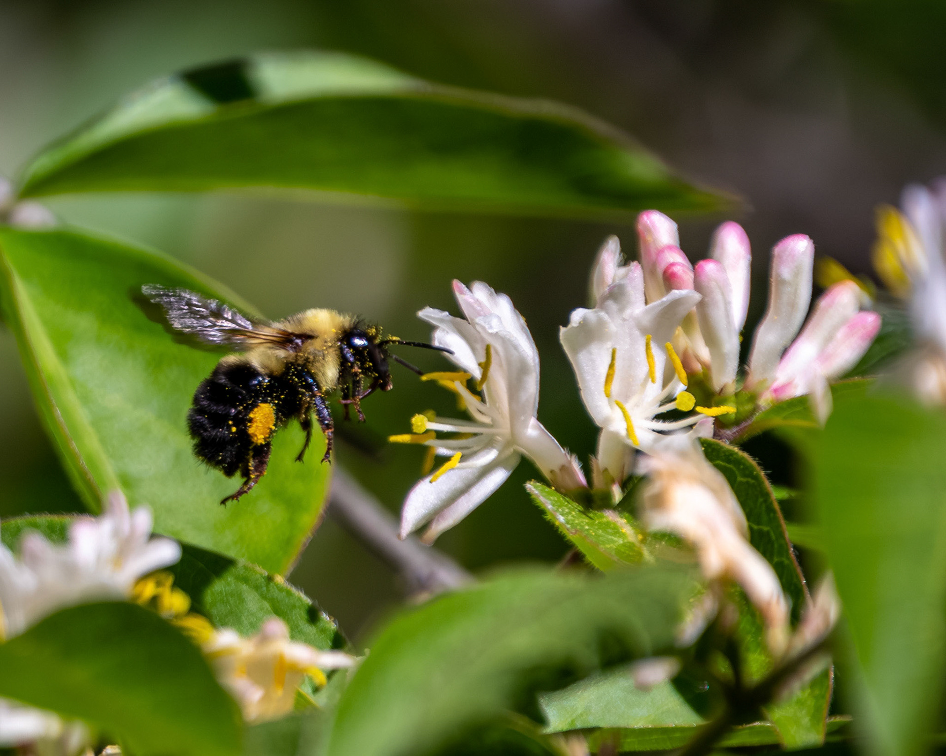Bumblebee with honeysuckle