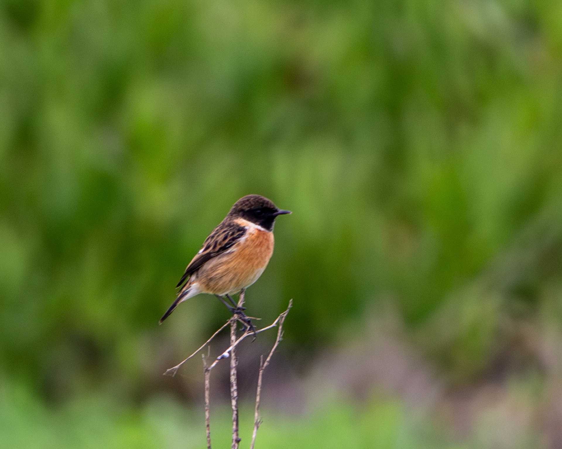 European stonechat