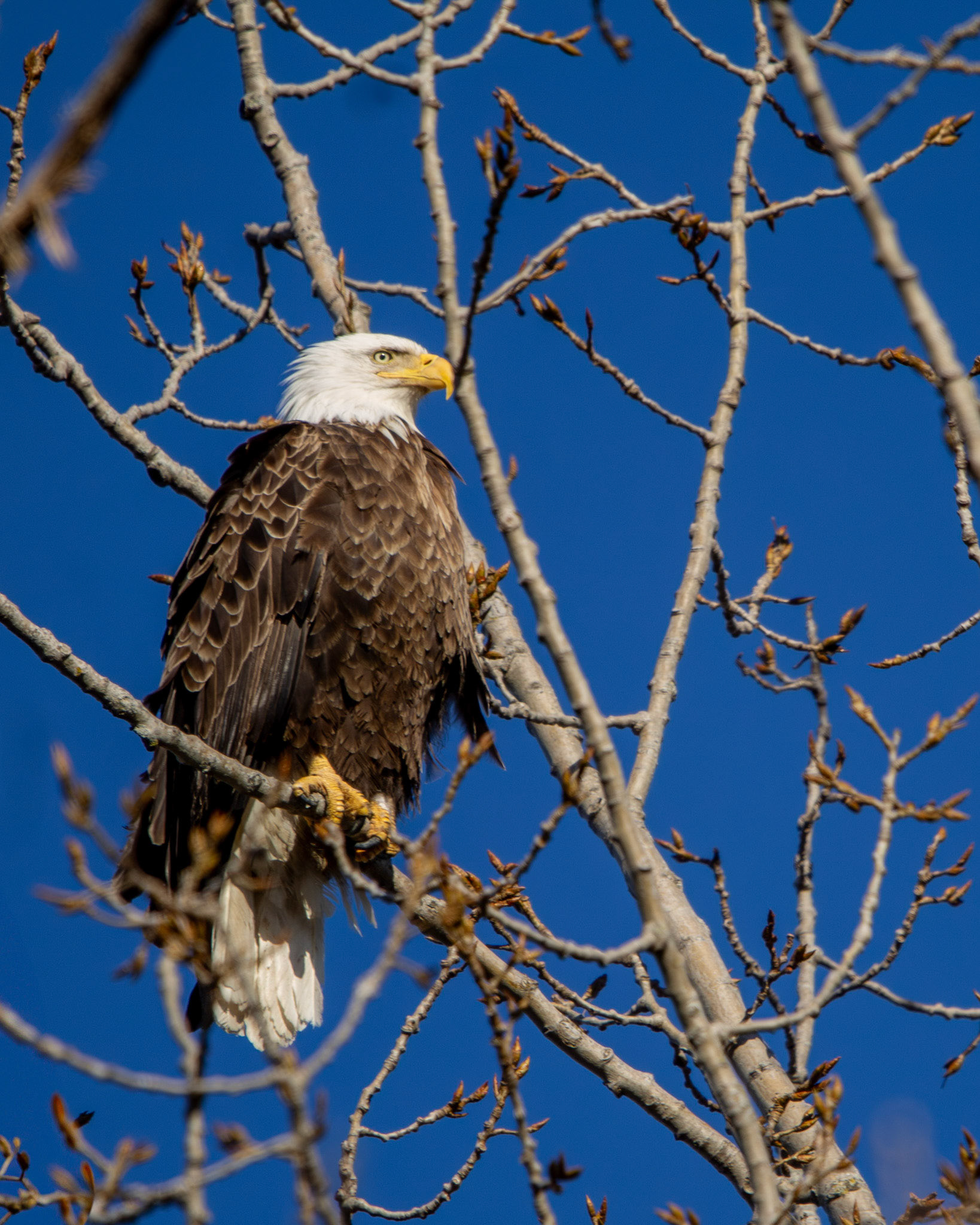 Bald eagle