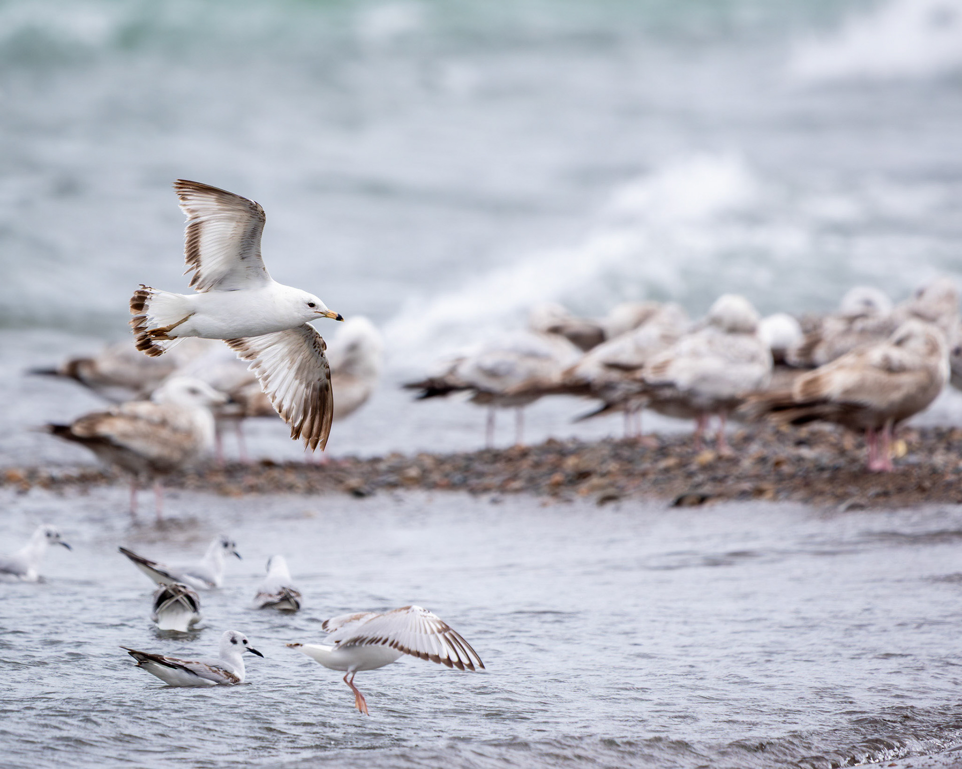 Ring-billed gulls