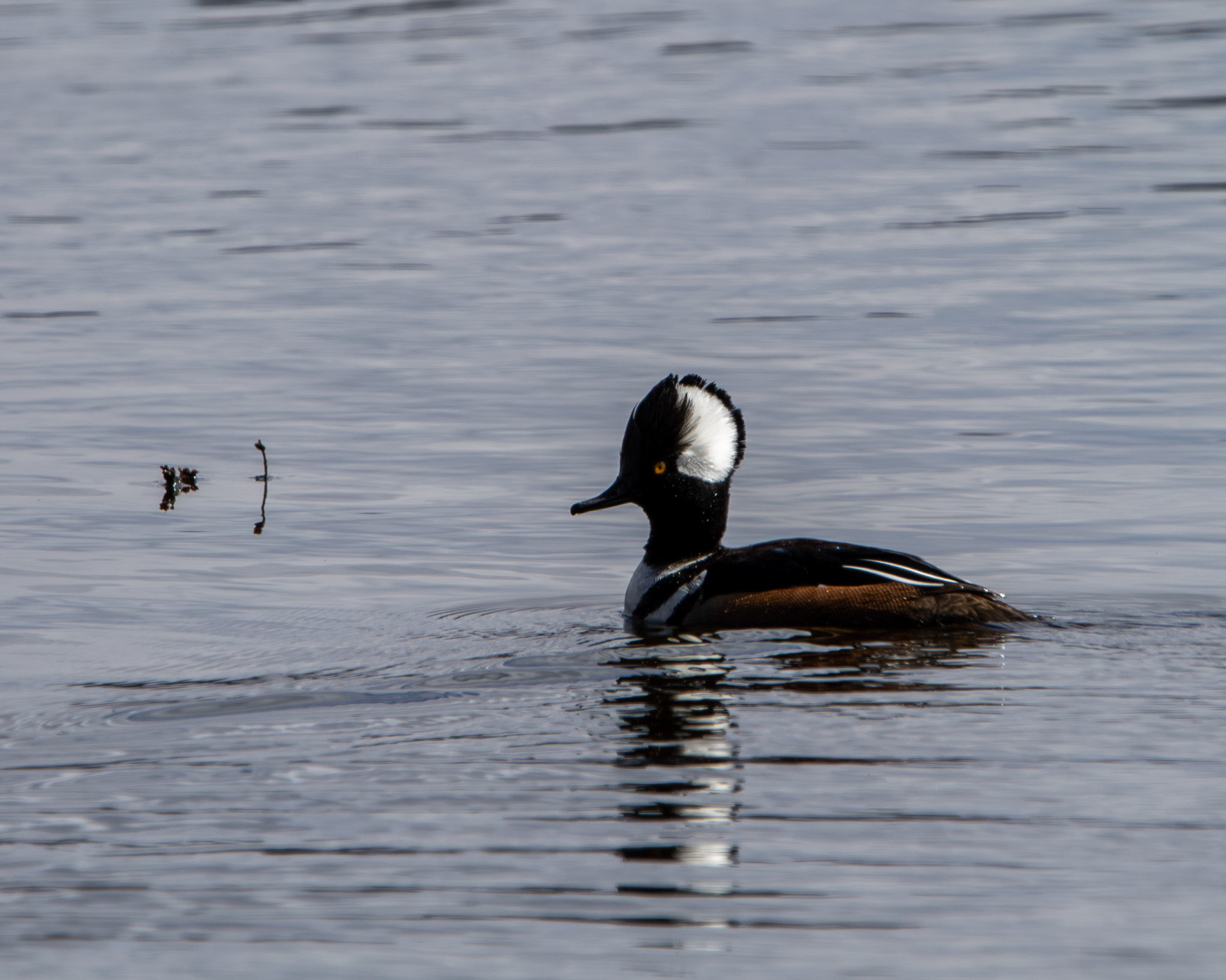 Hooded merganser