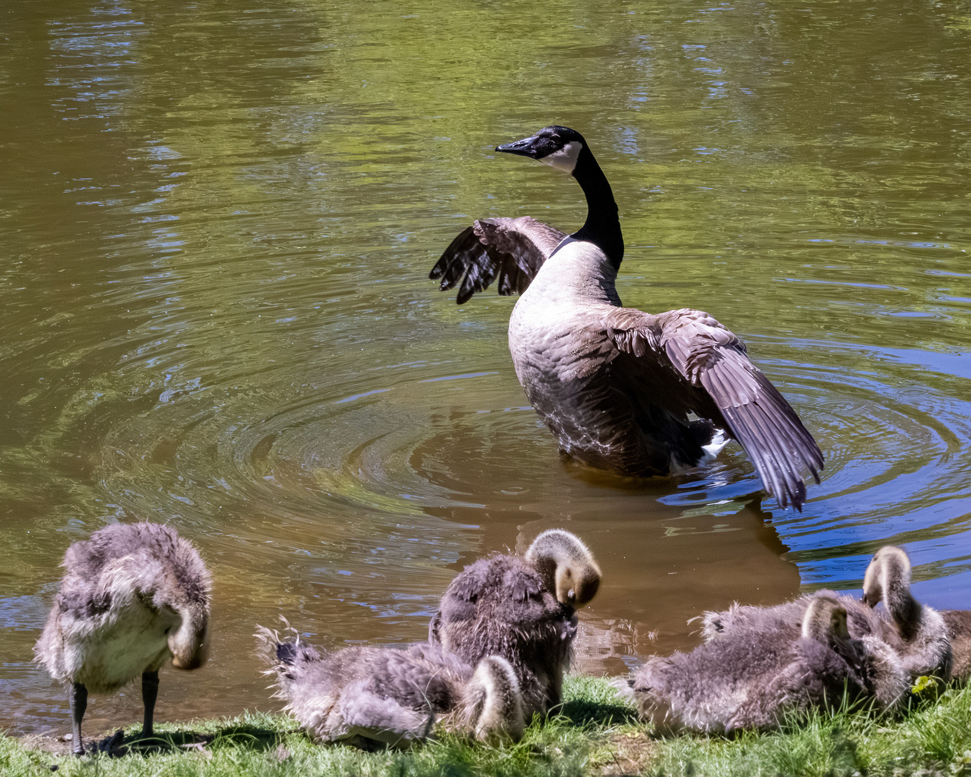 Canada goose with its goslings