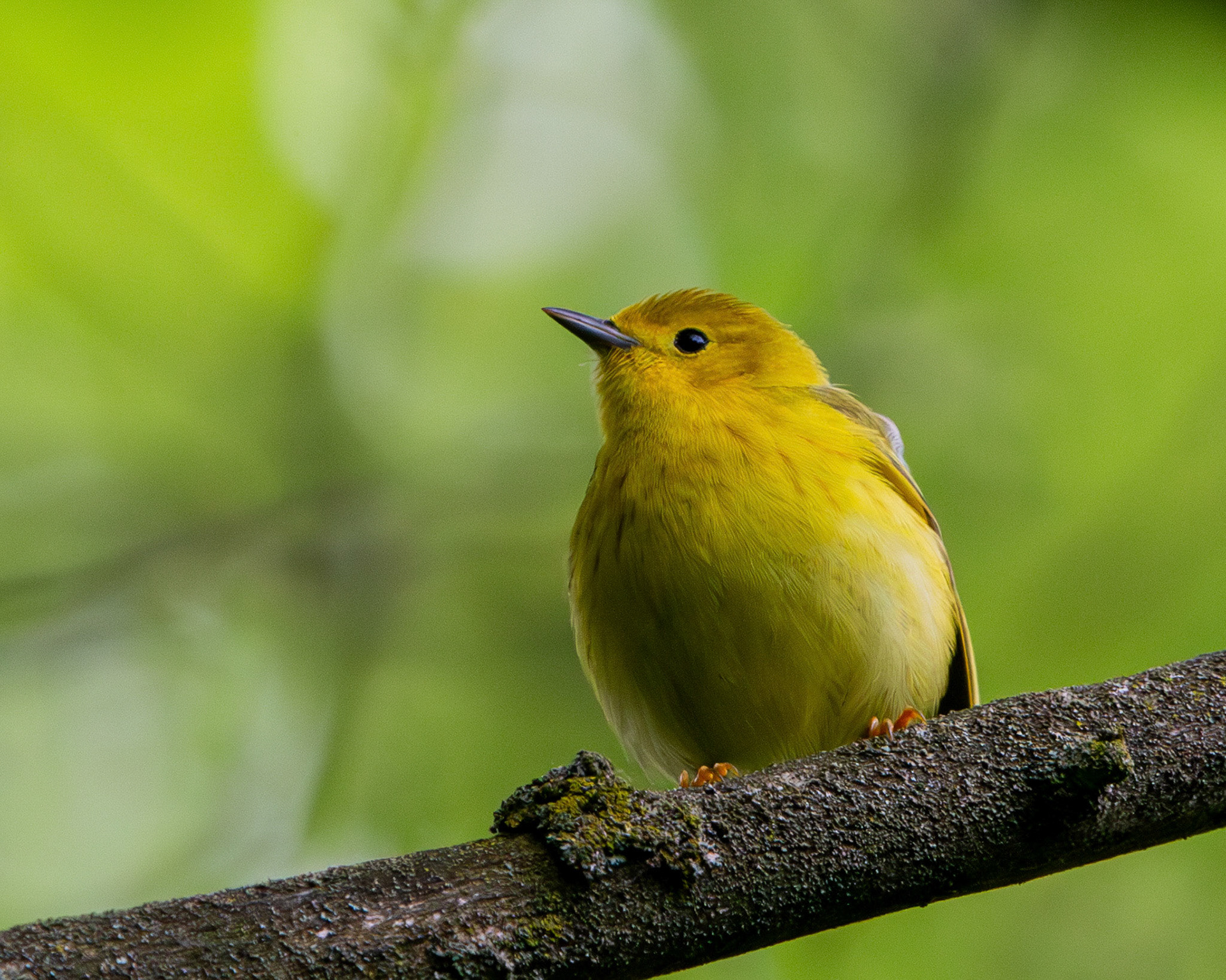 Yellow warbler