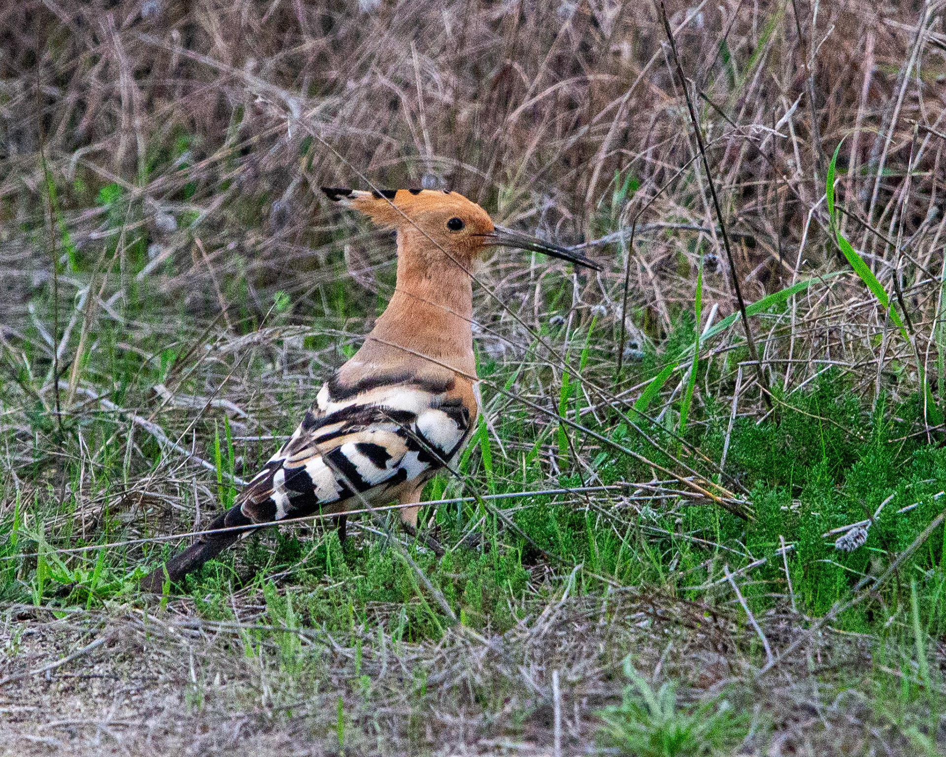 Common hoopoe