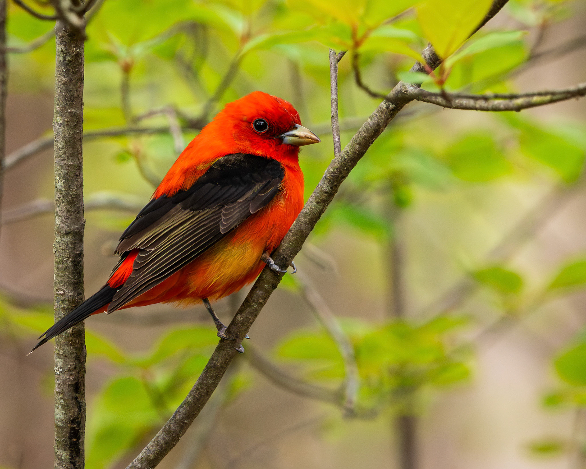 Scarlet tanager