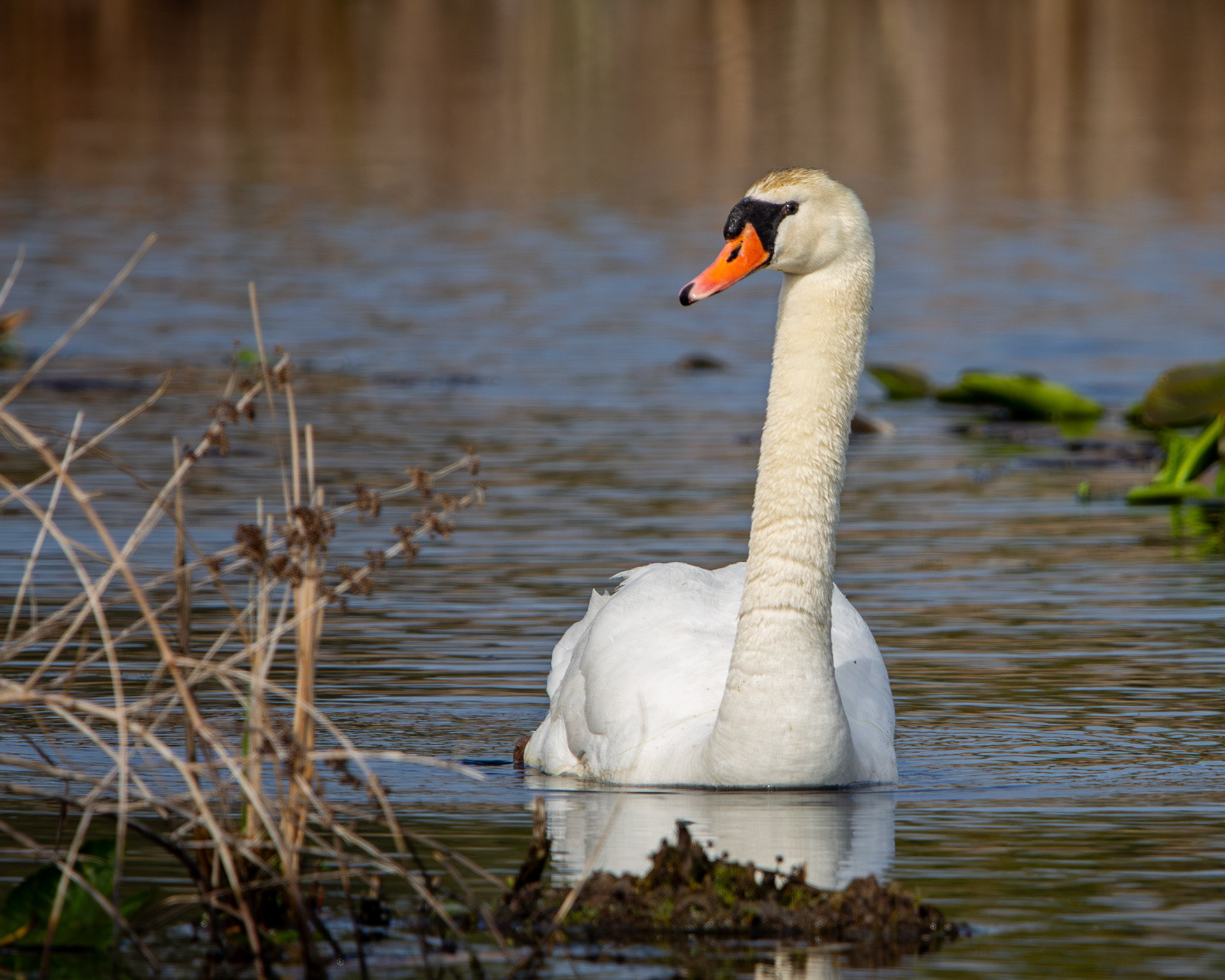 Mute swan
