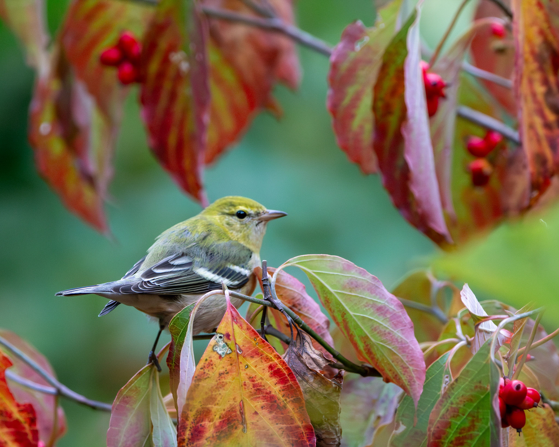 Pine warbler