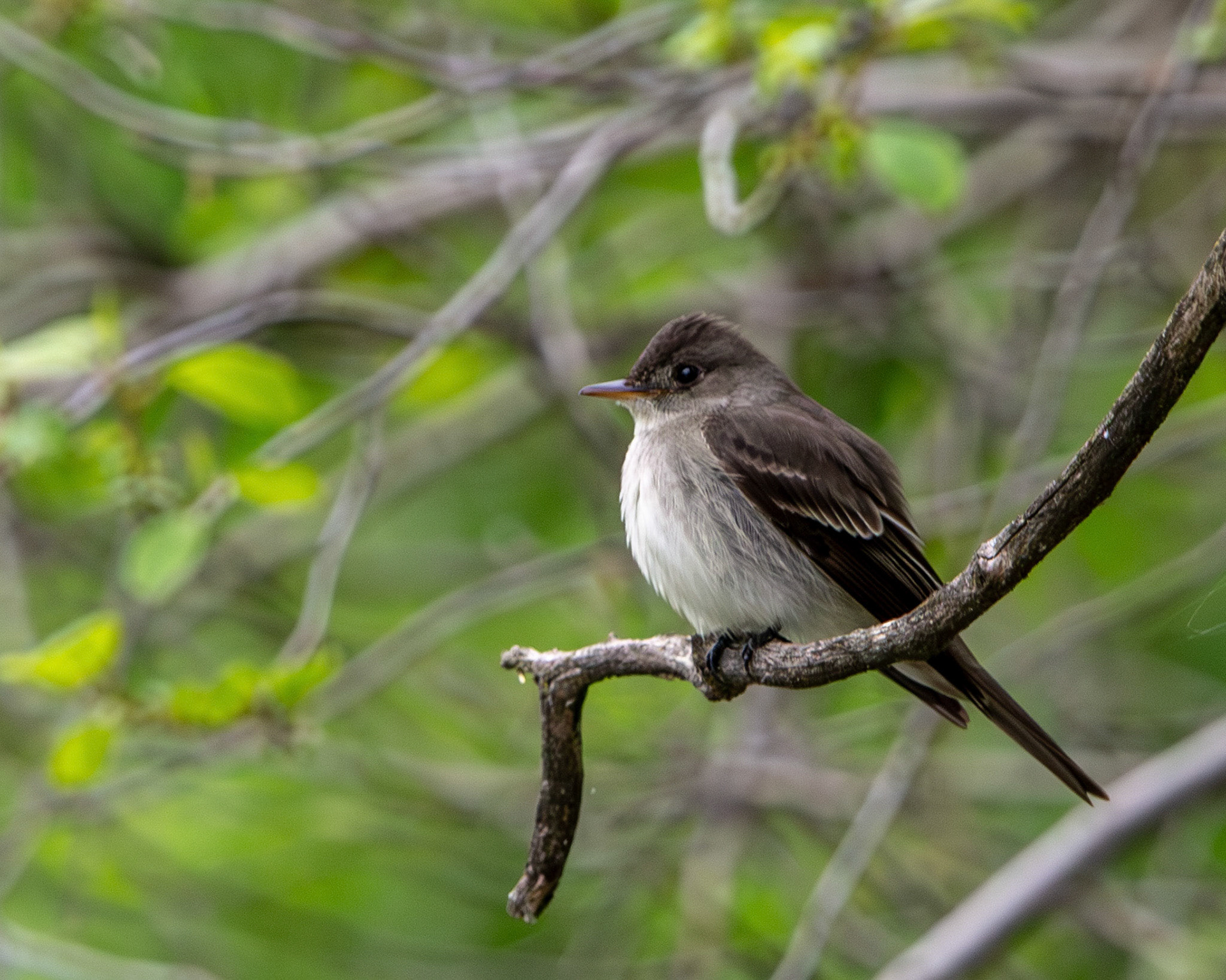 Eastern wood pewee