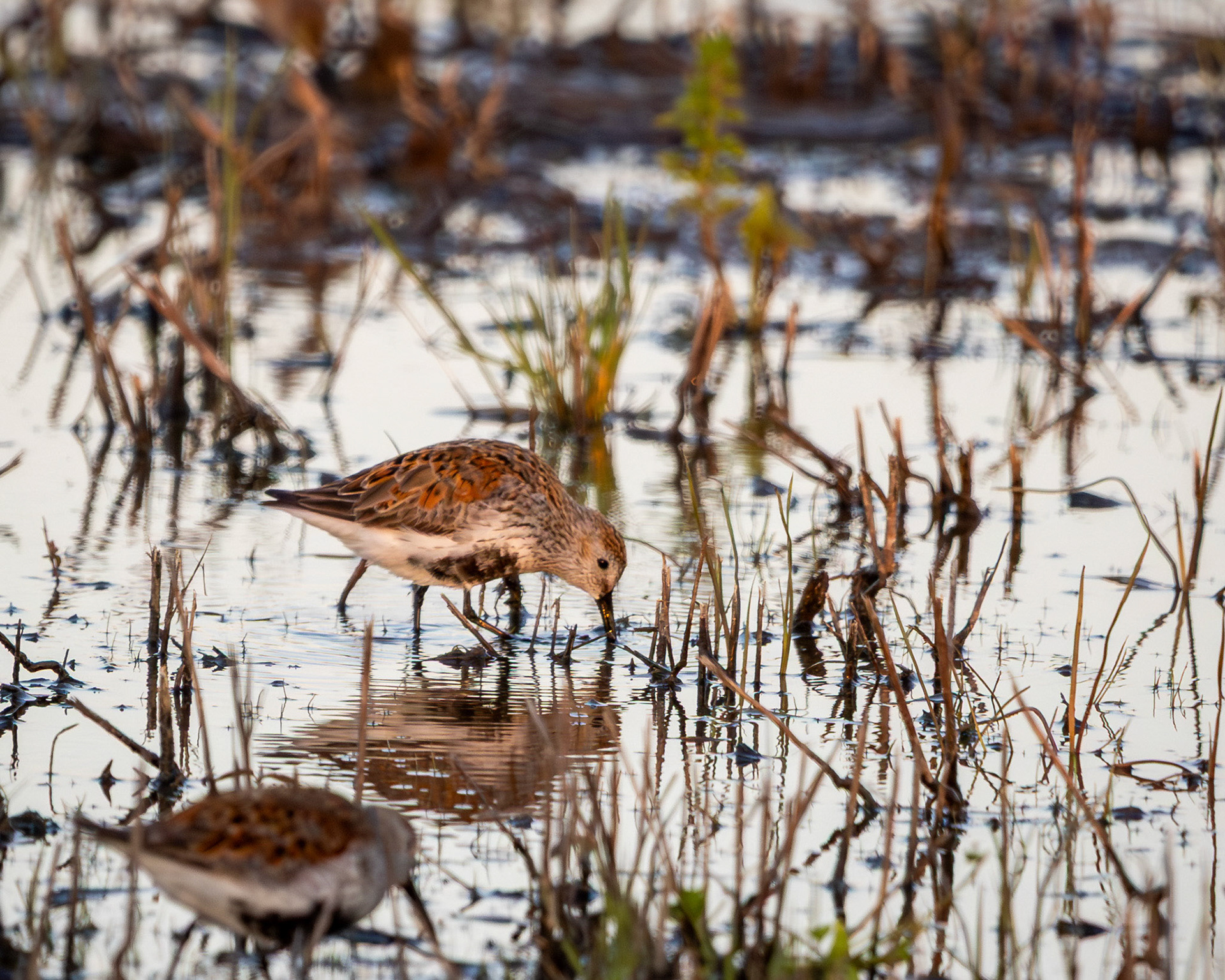 Dunlin feeding
