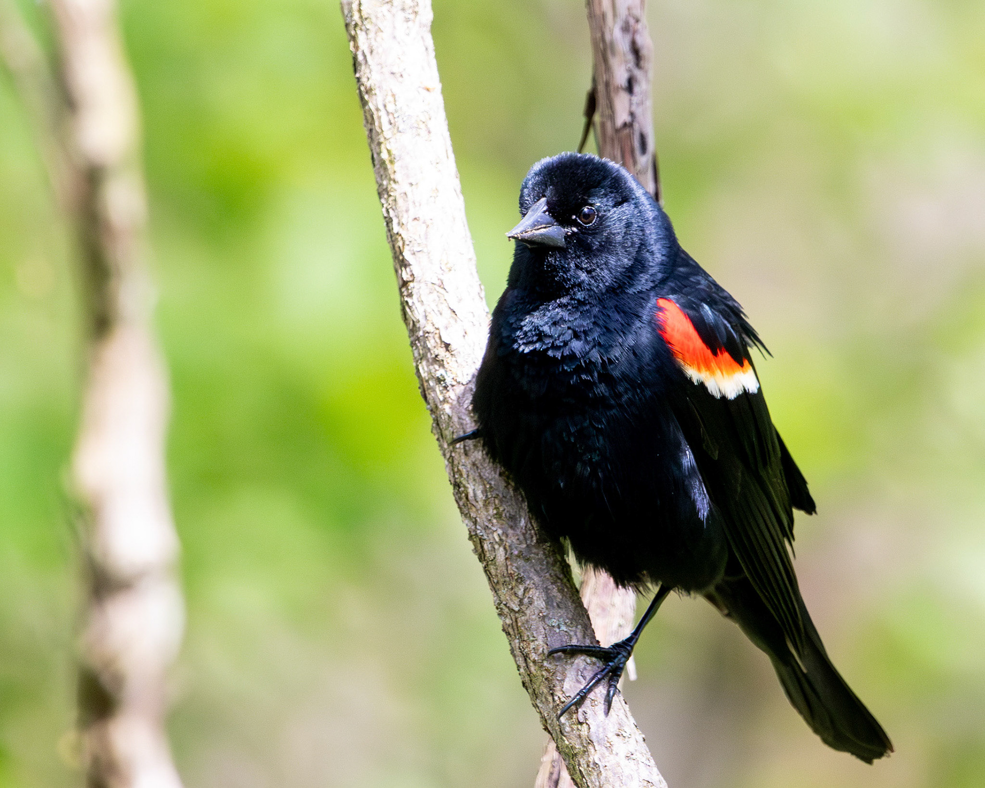 Red-wing blackbird