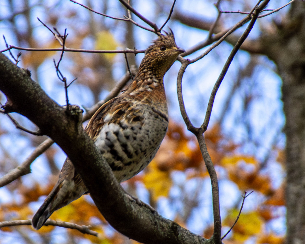 Ruffed grouse