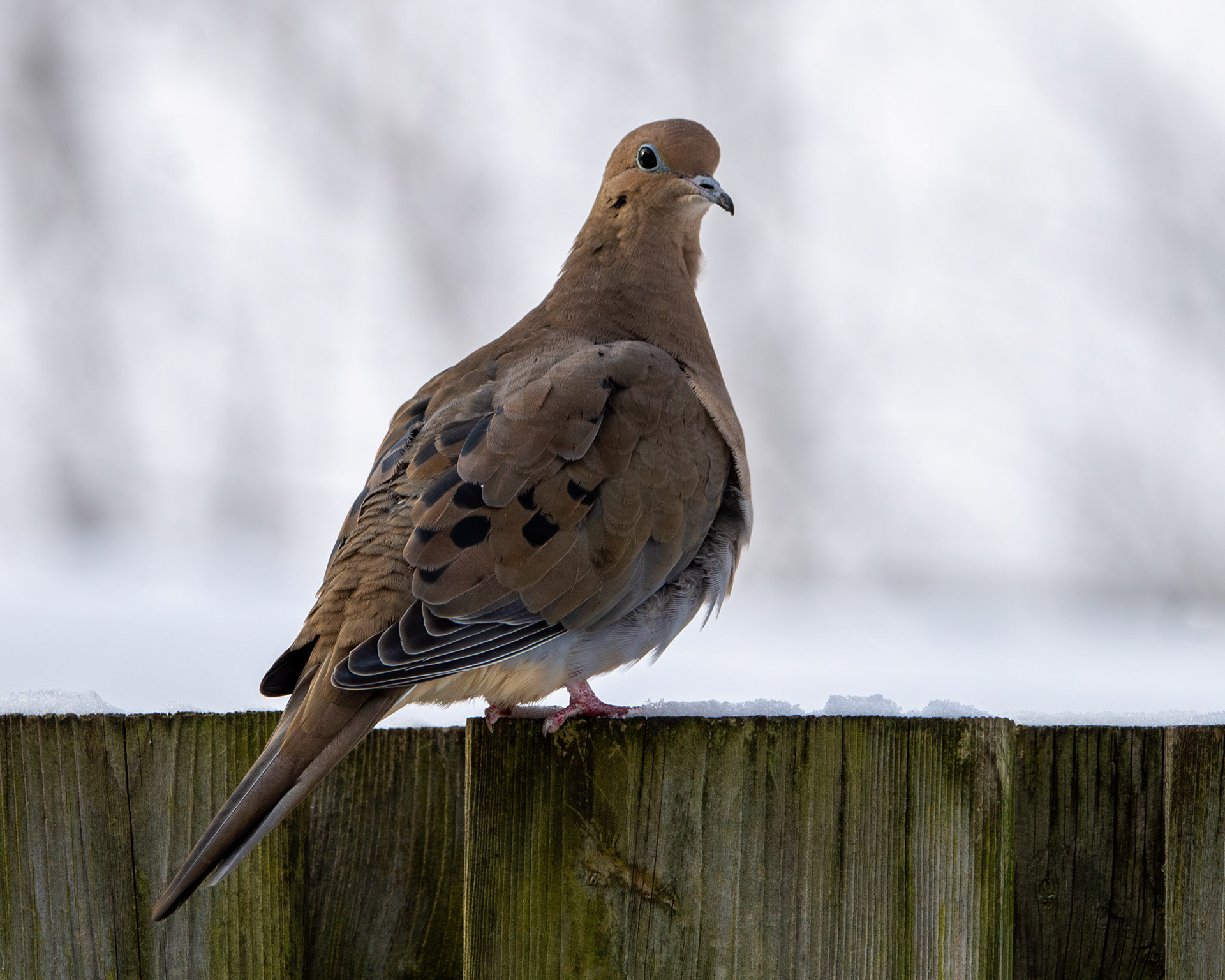 Mourning dove